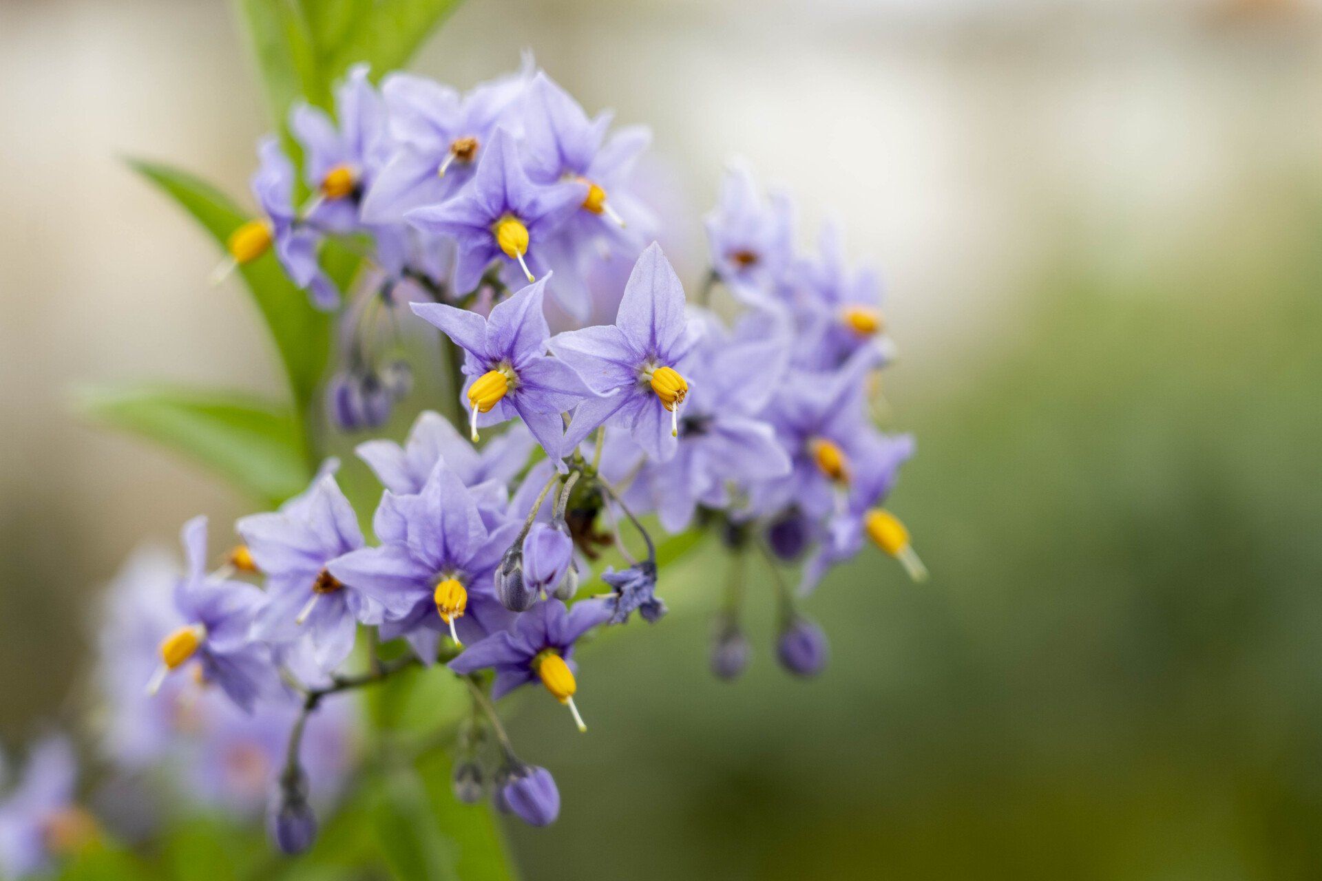 Purple flowers with yellow centers bloom on a green-stemmed plant against a blurred green backdrop.