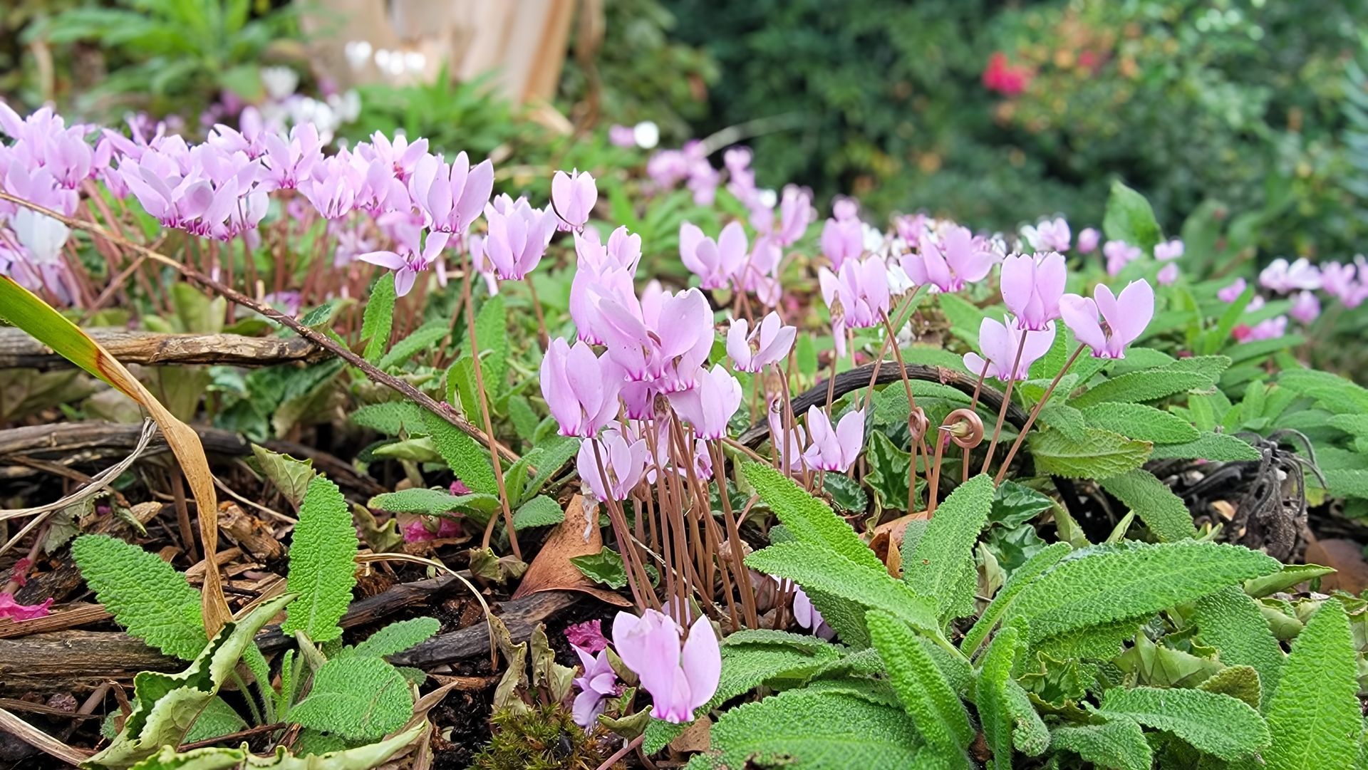 Pink cyclamen flowers with heart-shaped petals bloom among textured green leaves in a garden setting.