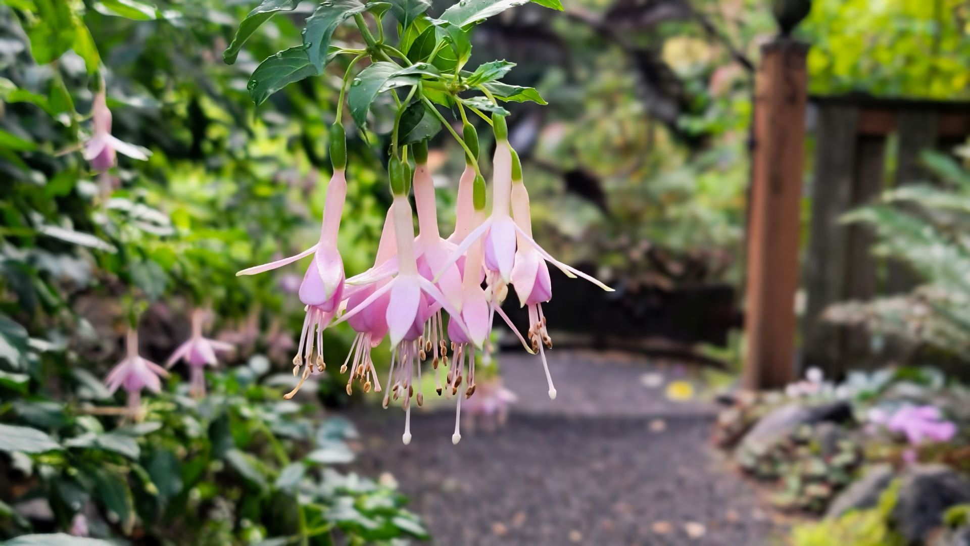 Pale pink fuchsia flowers hanging over a garden path. The scene is blurred, with a wooden gate in the background.