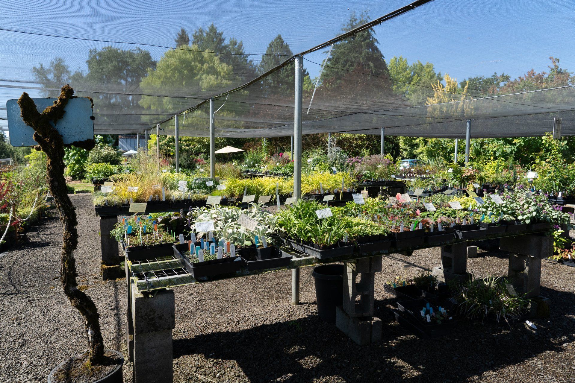 Plant nursery with rows of tables holding potted plants under a shaded canopy. 