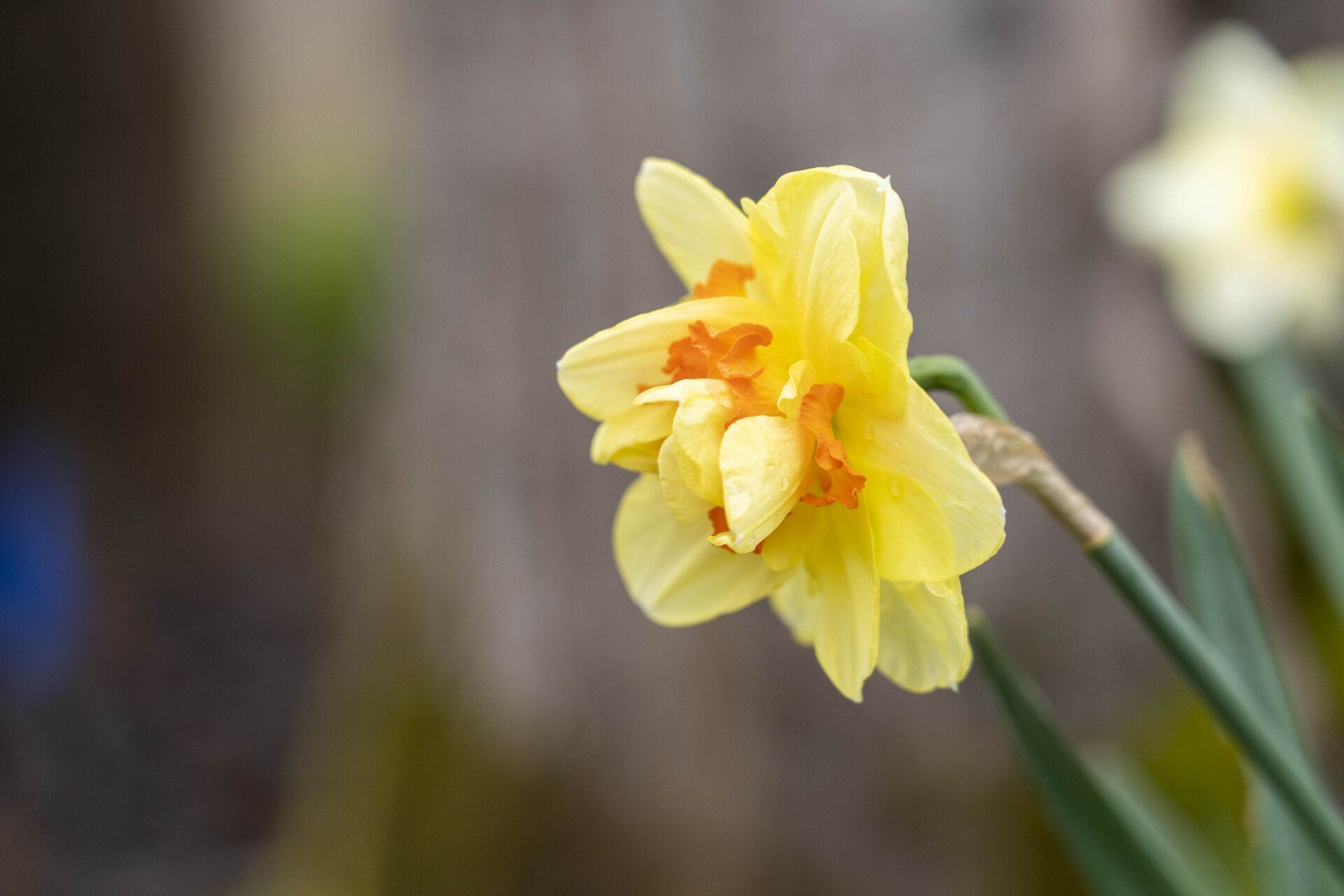 Yellow double daffodil flower, orange center, on a green stem, against a blurred background.