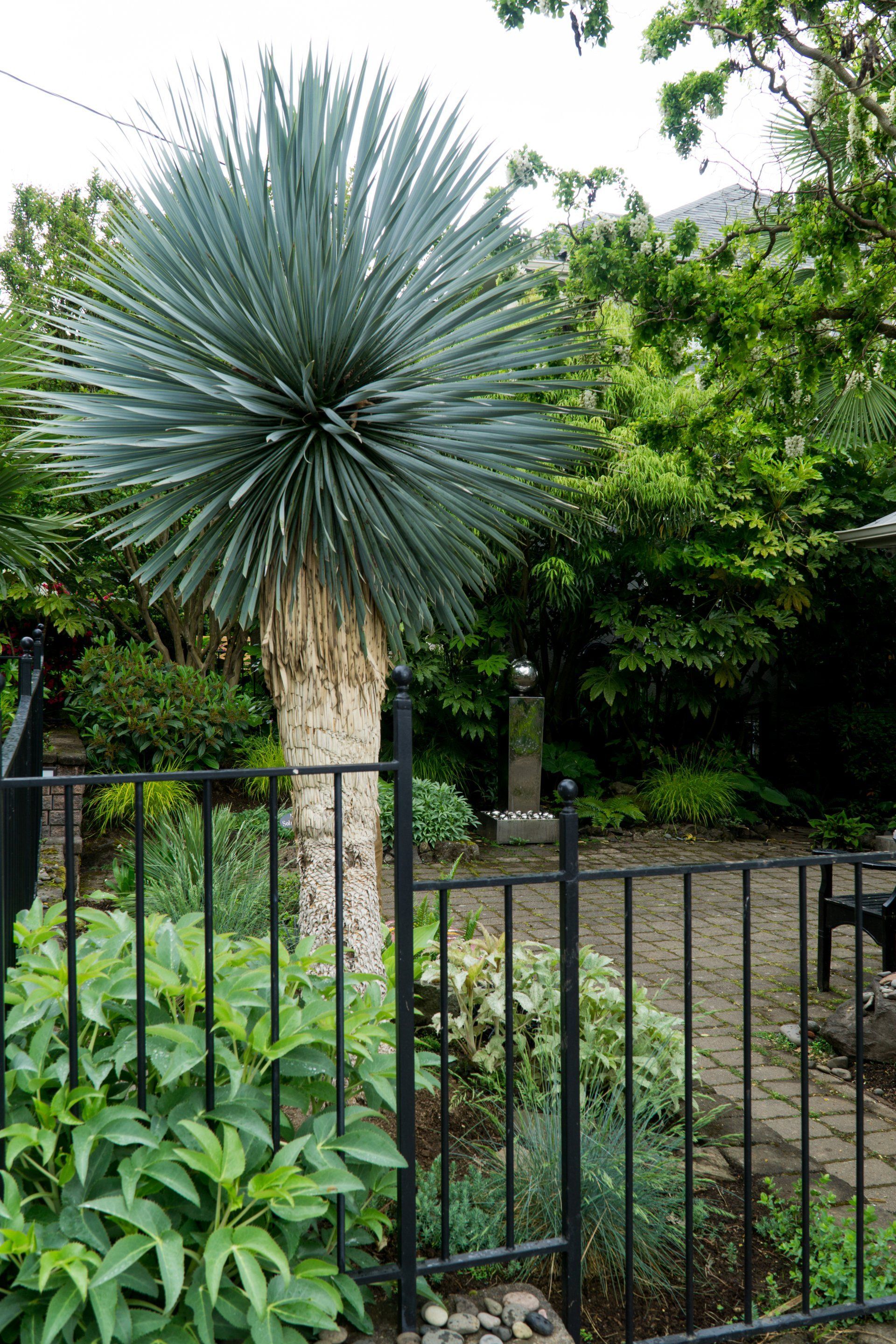 A mature yucca plant with blue-green spiky leaves and a thick trunk stands in a garden behind a black iron gate.