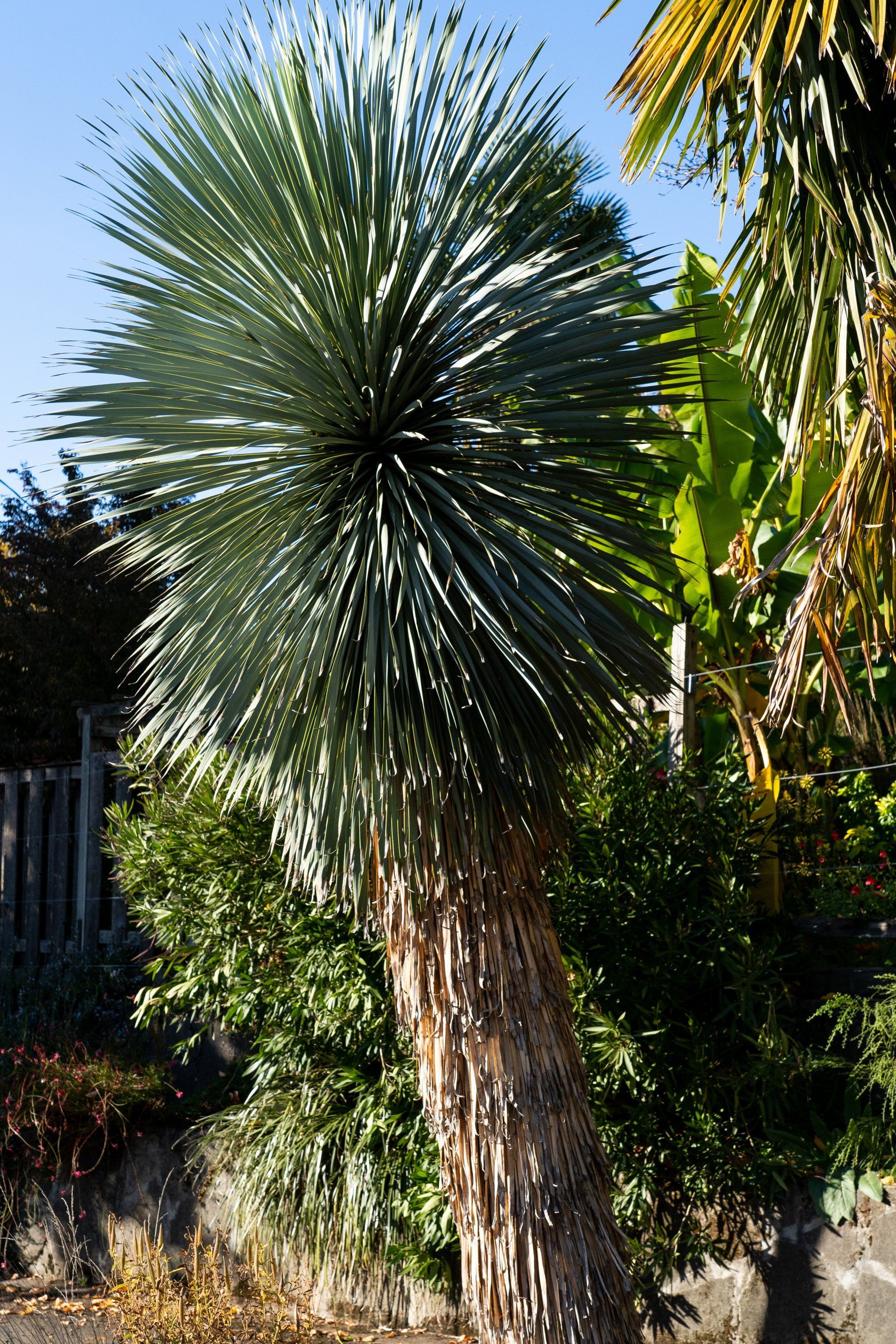 A large, spiky yucca tree with a rough, brown trunk, against a background of green foliage and a blue sky.