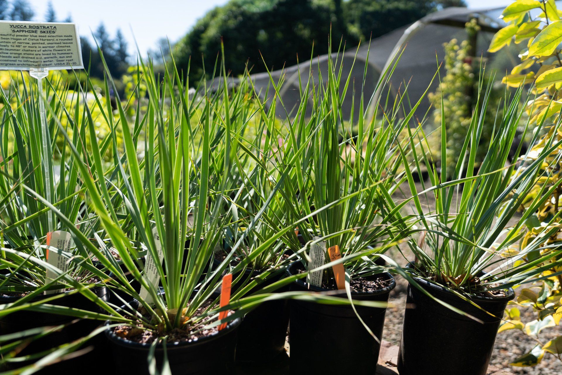 Several potted plants with long, green, grass-like leaves.