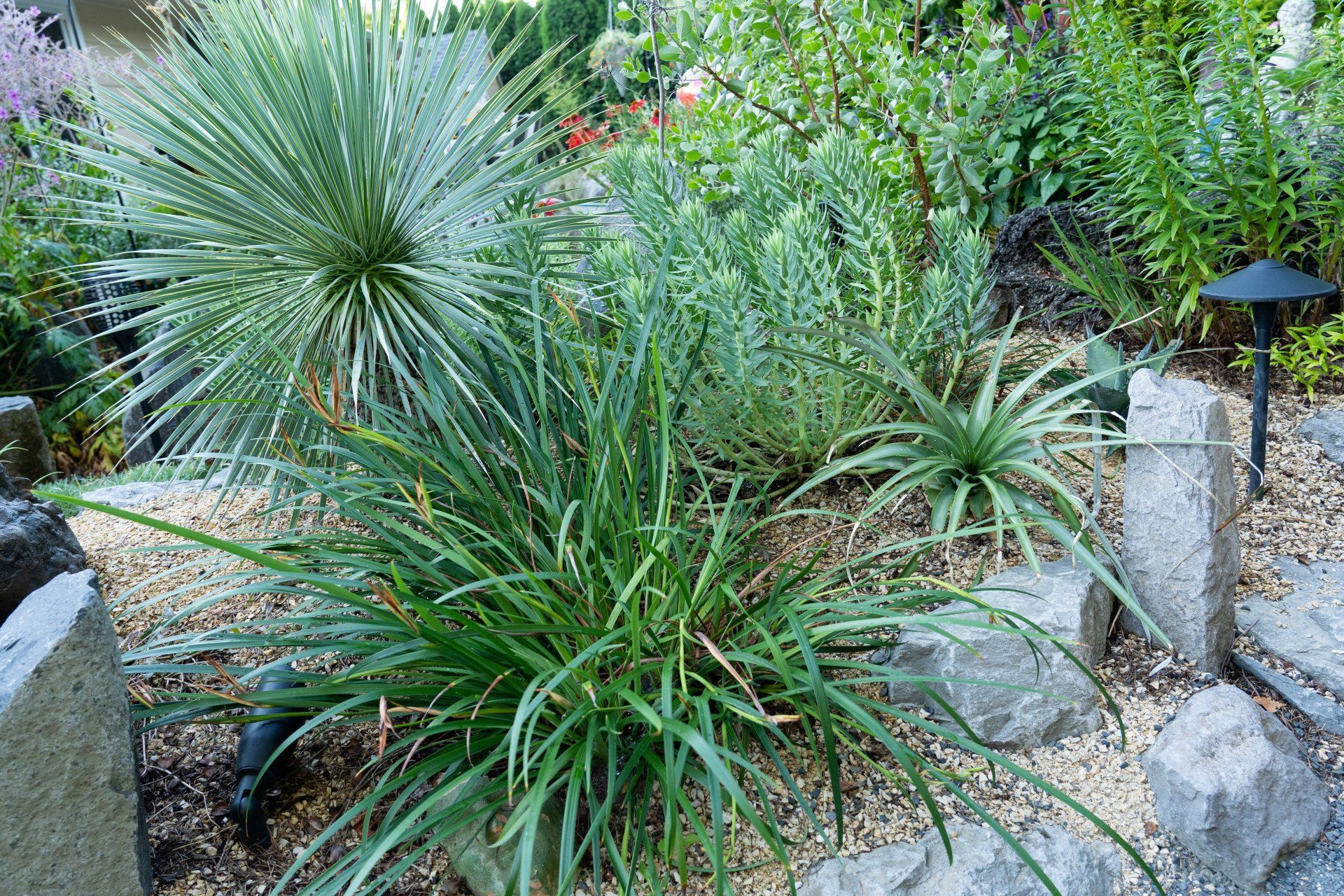 A xeriscape garden bed.