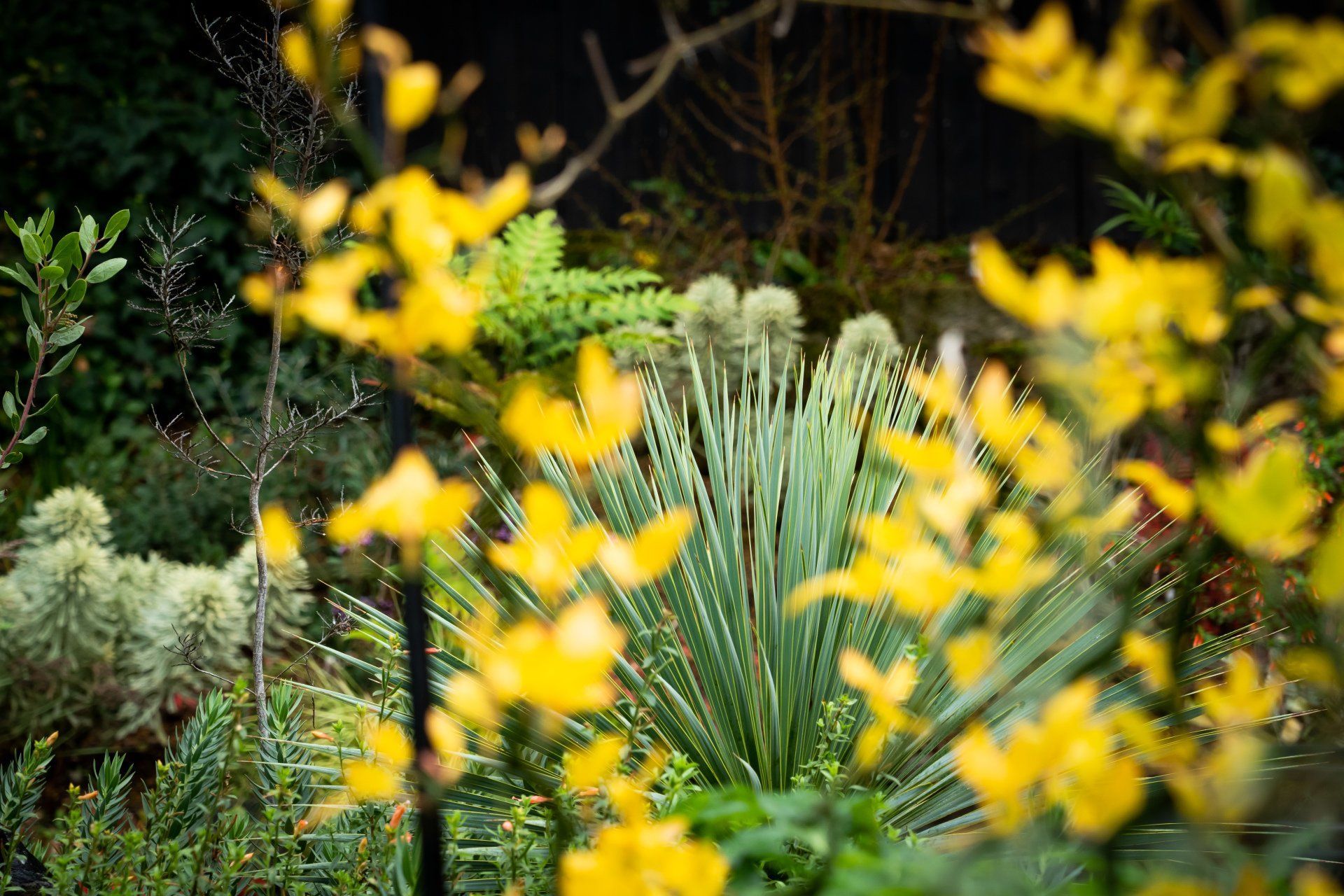 Yellow flowers in focus, with blurred garden background of green and gray foliage.