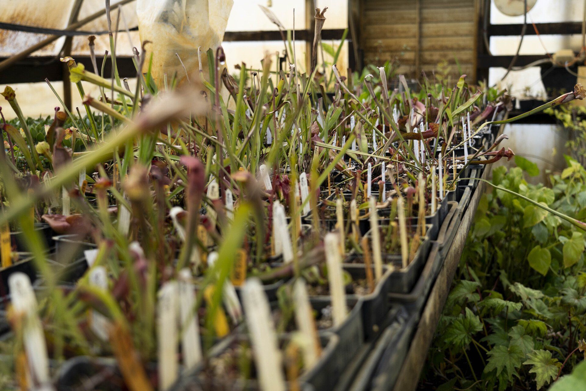 Rows of potted carnivorous plants in a greenhouse. 