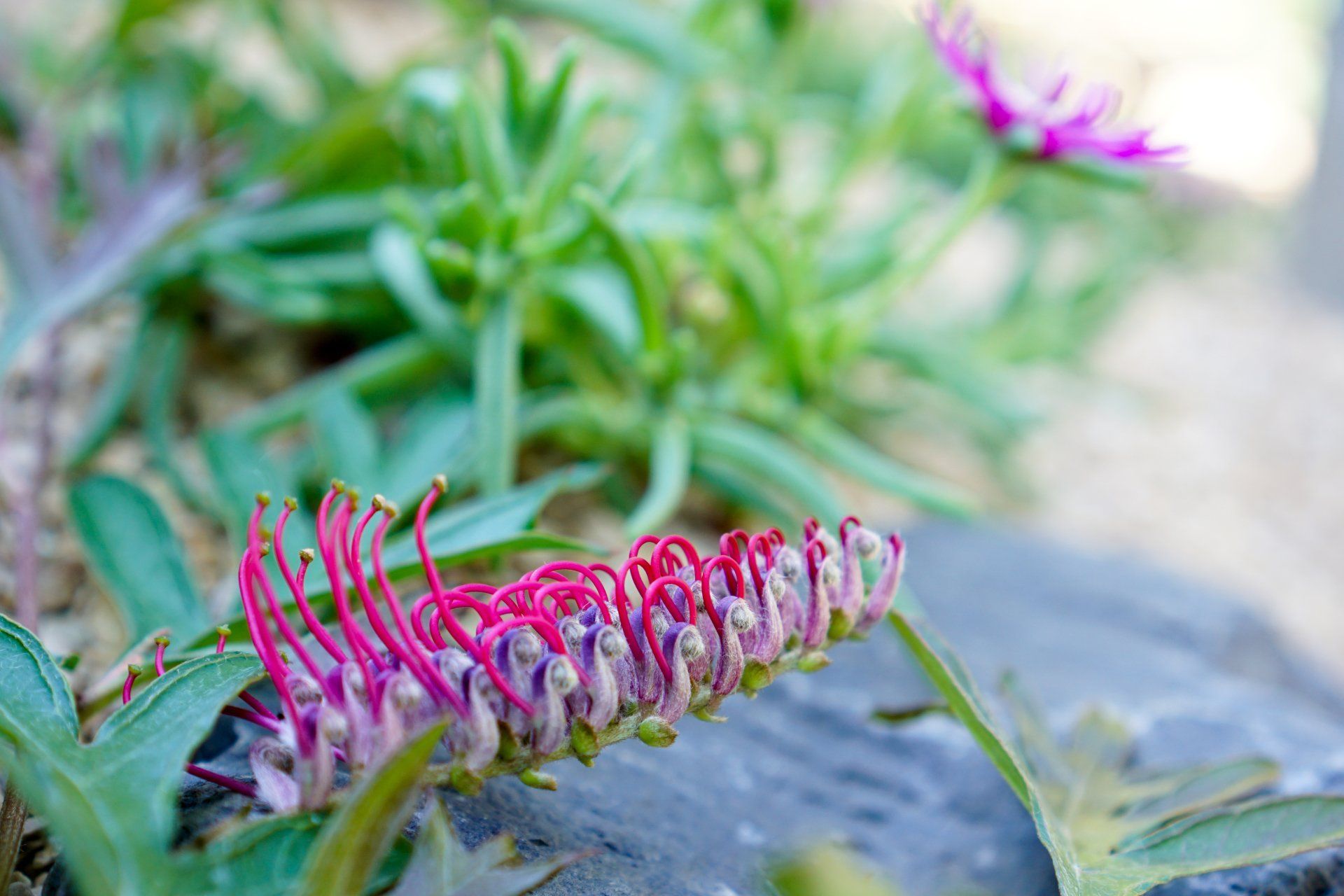 Close-up of a bright pink and white Grevillea flower in a garden setting, surrounded by green foliage and a stone.