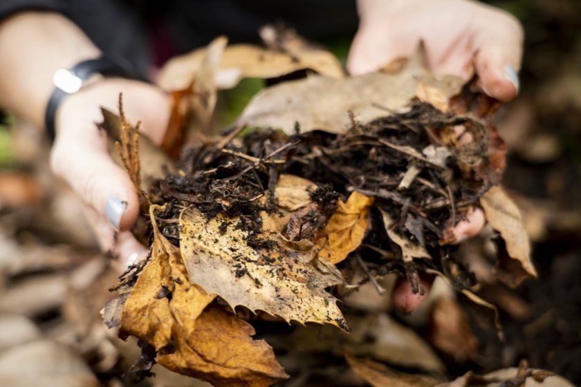Hands holding a handful of decomposing leaves and dark soil, likely compost, outdoors.