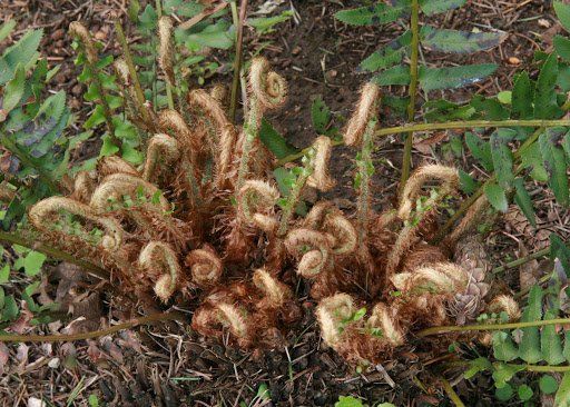 Fern shoots emerging from the ground, tightly curled, with a brown and green color palette.