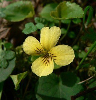 A close-up of a yellow wildflower with dark brown veins blooming amidst green leaves.