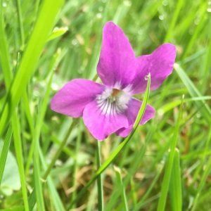 Purple violet flower blooming in green grass.