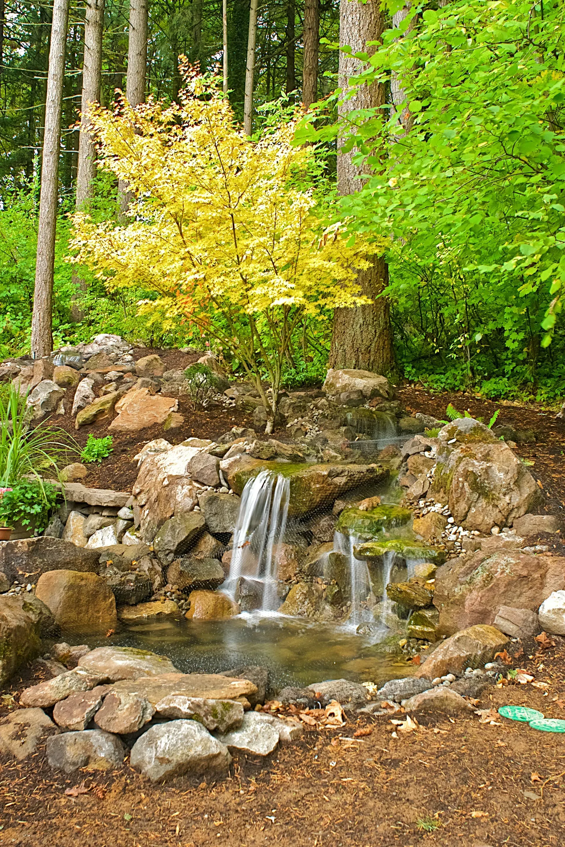 Small waterfall cascading into a pond, surrounded by rocks, mulch, and a yellow-leaved shrub. 