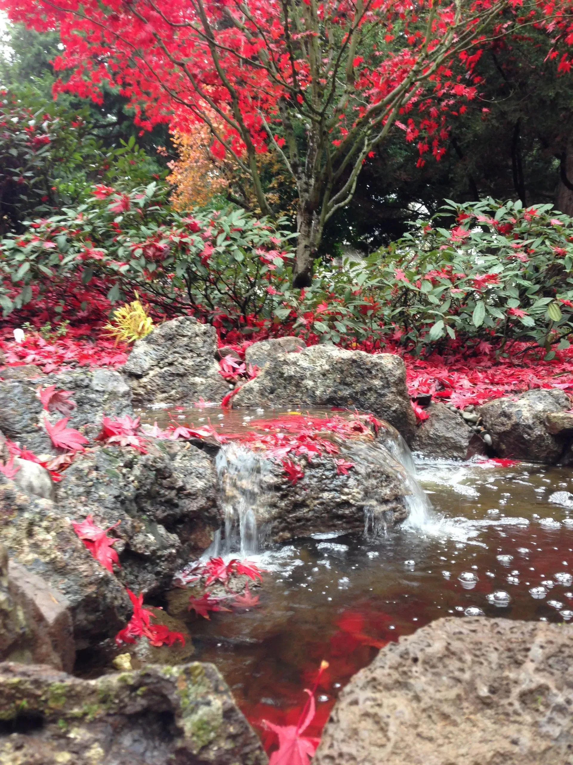 A small waterfall cascades into a dark pool, surrounded by red leaves and rocks beneath a vibrant red-leaved tree.