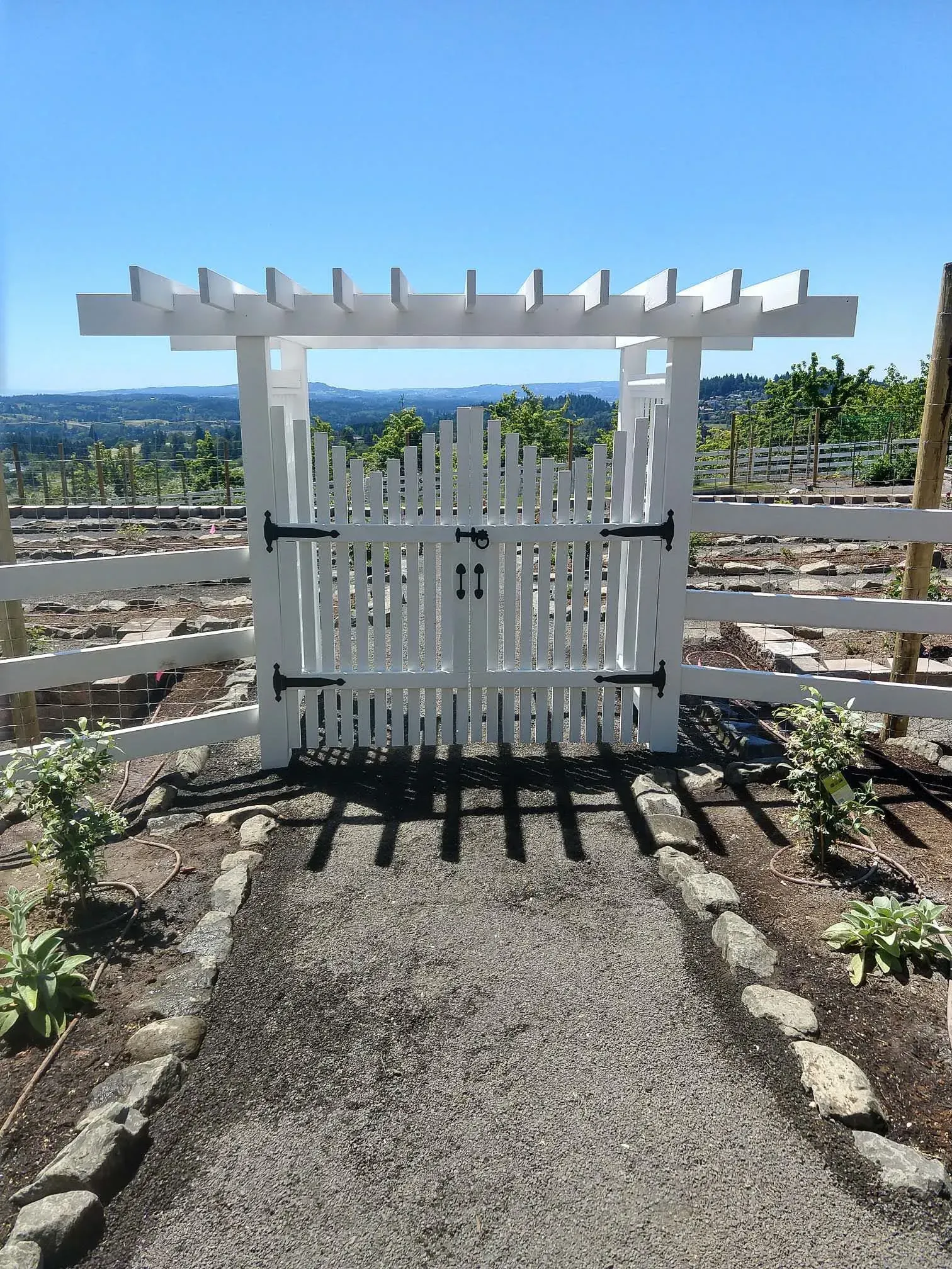 White gate and pergola in a vineyard, with a gravel path leading to it.