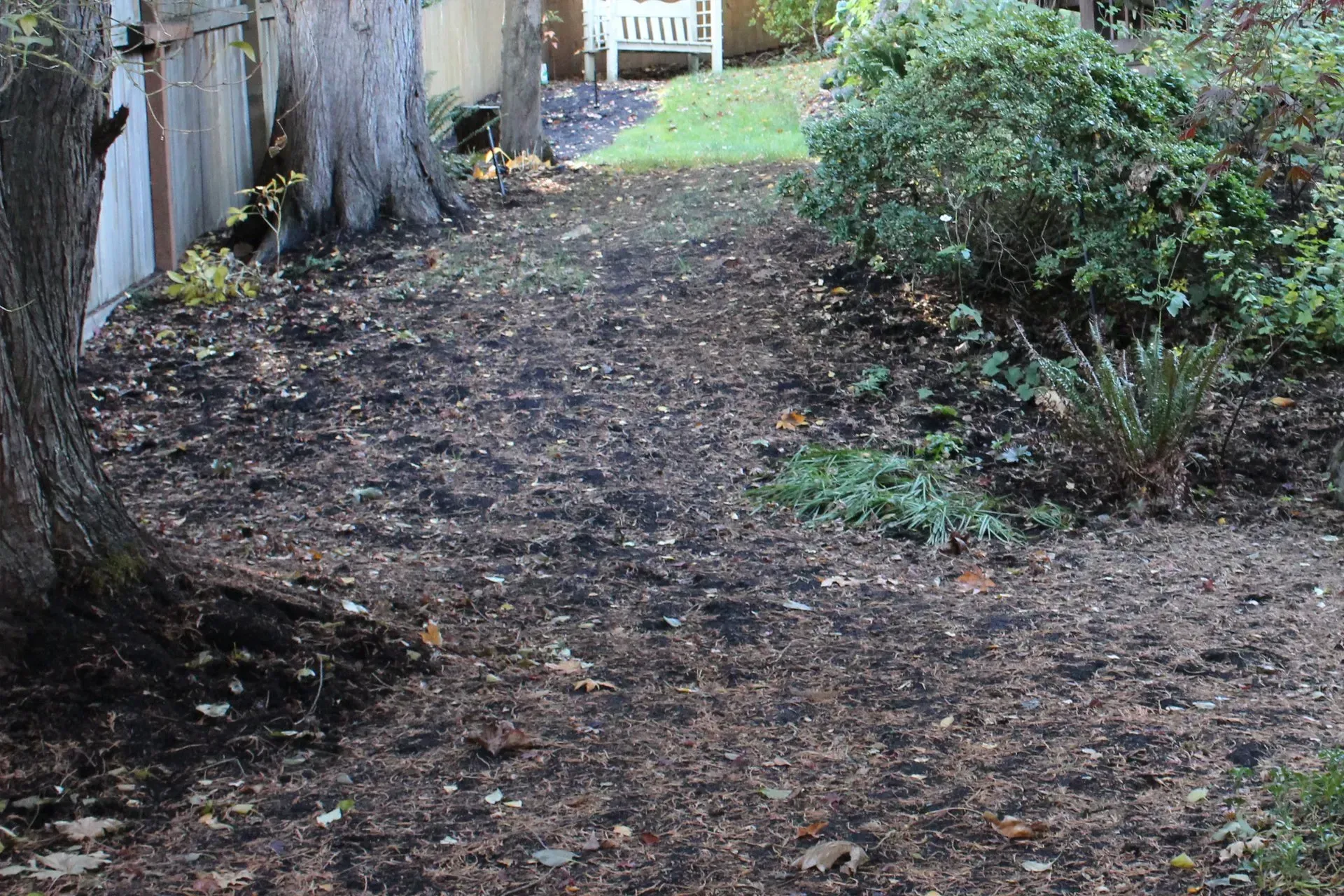 Pathway through a backyard, covered in dark mulch, with trees on the left and bushes on the right, leading to a white bench.