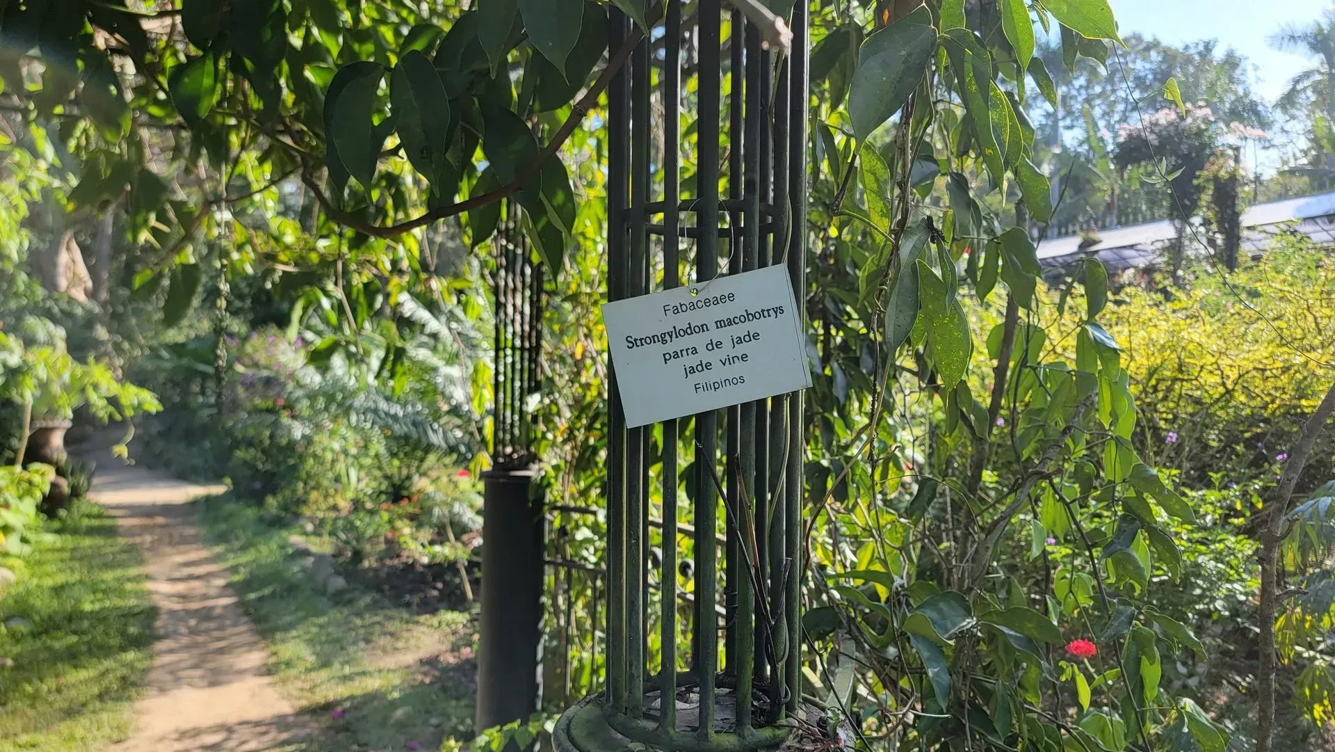 A path leads to a metal cage around a young tree with a handwritten sign. Sunny outdoor setting with green foliage.
