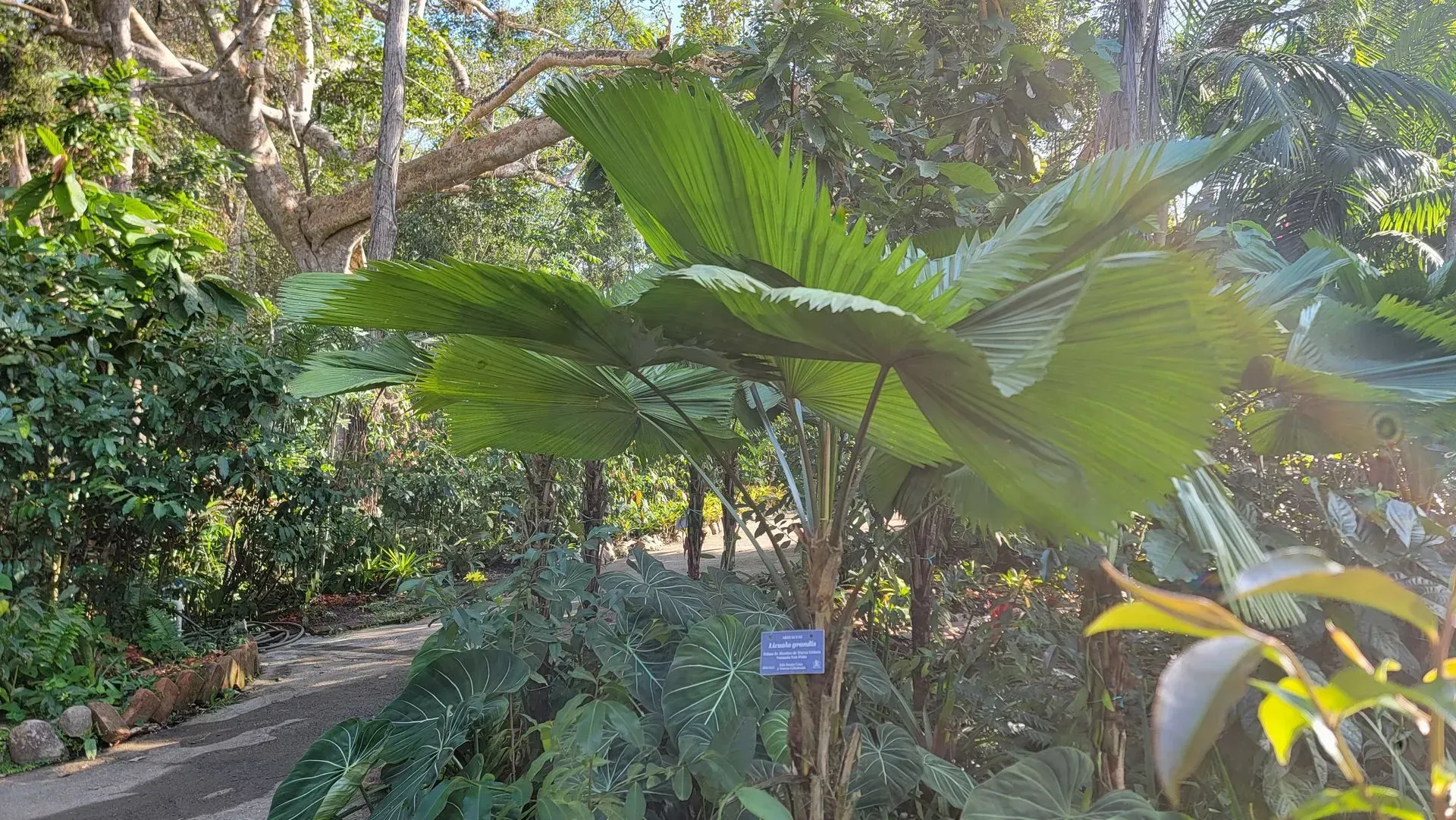 A fan palm with large, pleated leaves stands in a garden, next to a paved path and other greenery.