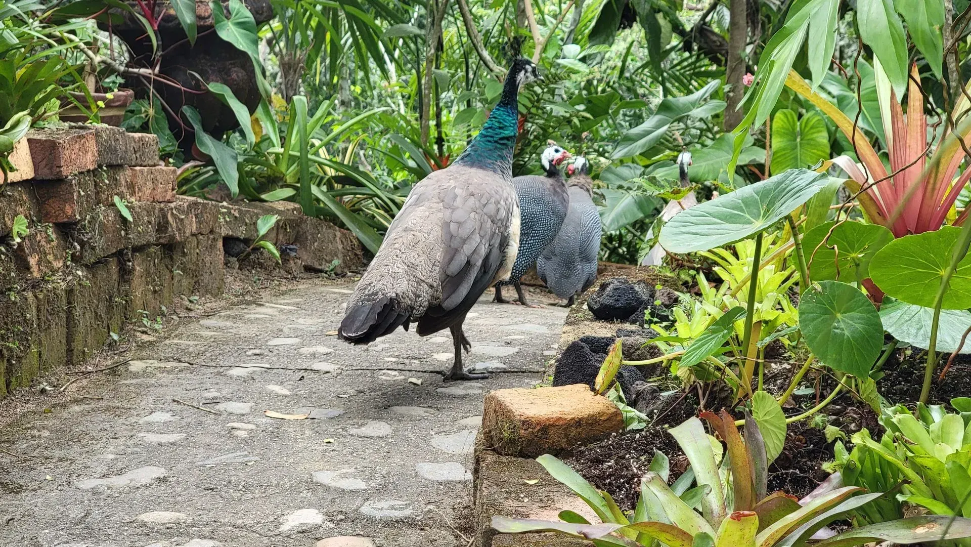 A peacock stands on a stone path in a lush garden, with two guinea fowl visible in the background.