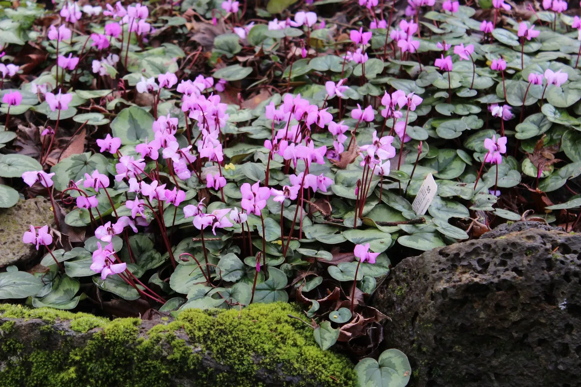 Pink cyclamen flowers blooming amongst heart-shaped leaves. Mossy rocks in the foreground.