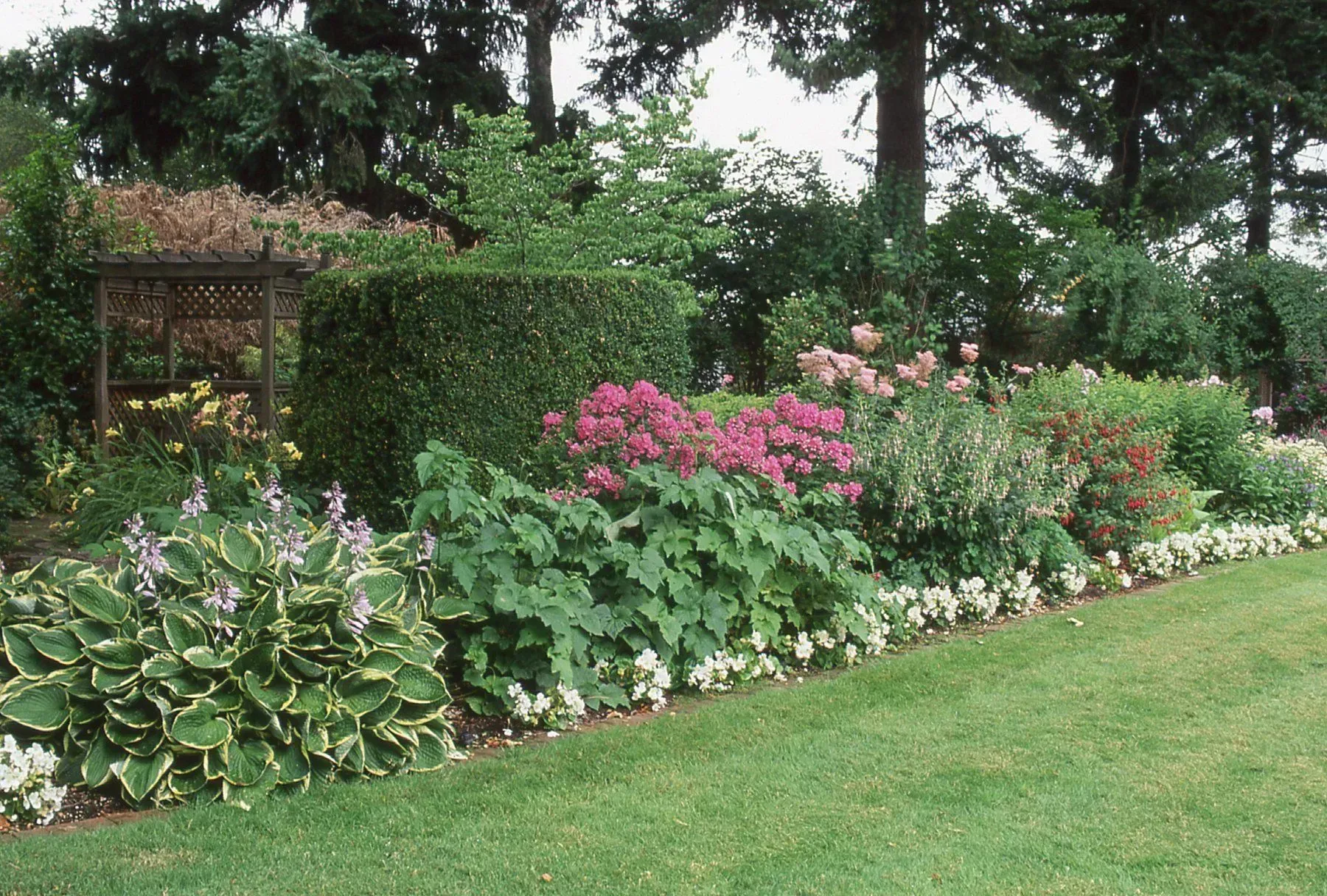 A lush garden bed with a variety of flowering plants, including hostas, edged with white flowers, next to a green lawn.