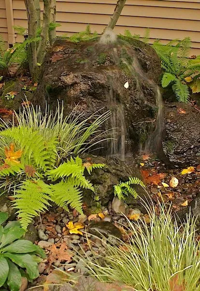 A small backyard waterfall cascades over a dark rock, surrounded by green ferns and other plants.