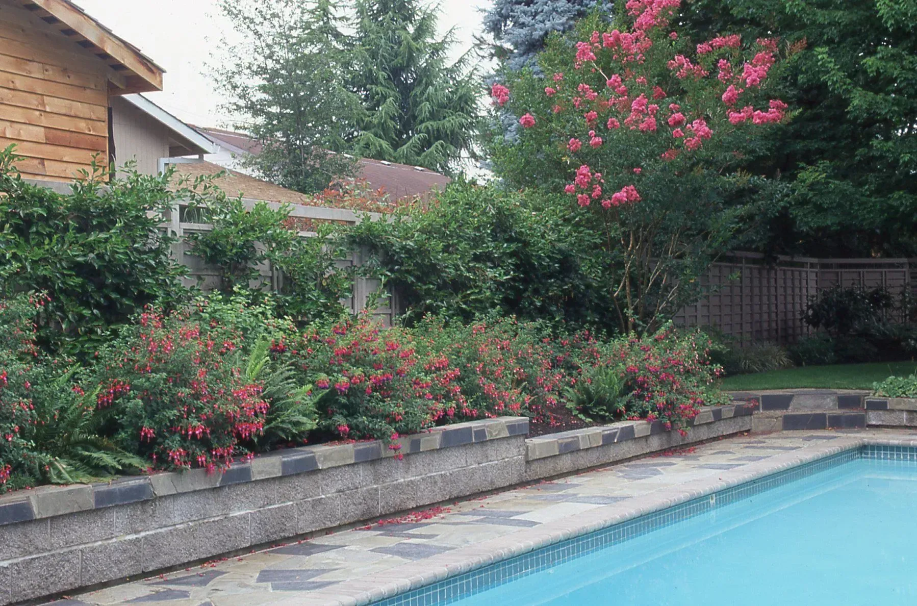 Poolside garden with flowering bushes and a blooming tree, next to a light blue pool.