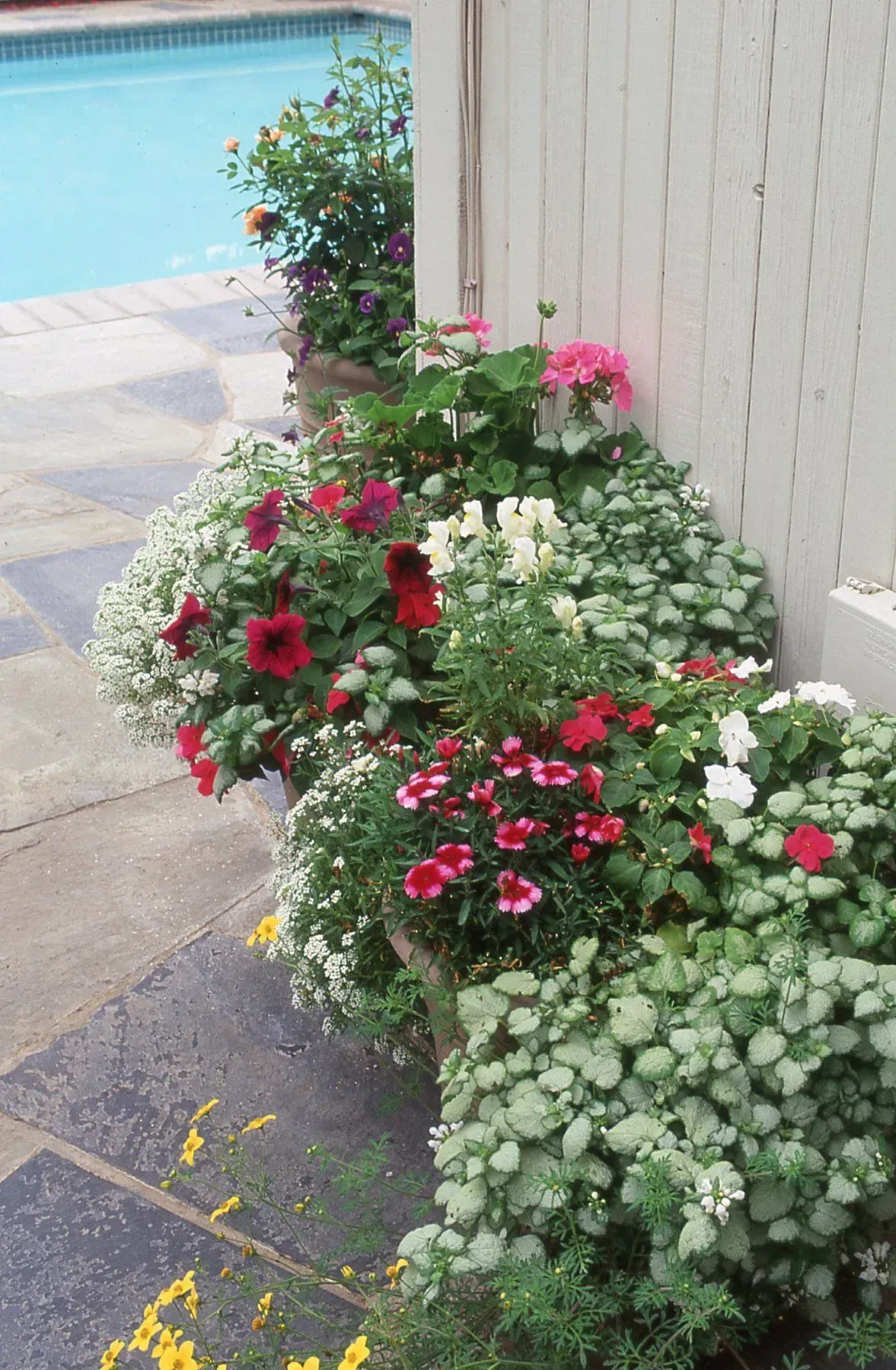 Flowers in pots line a stone patio next to a pool and white fence. White, red, and pink blossoms are visible.