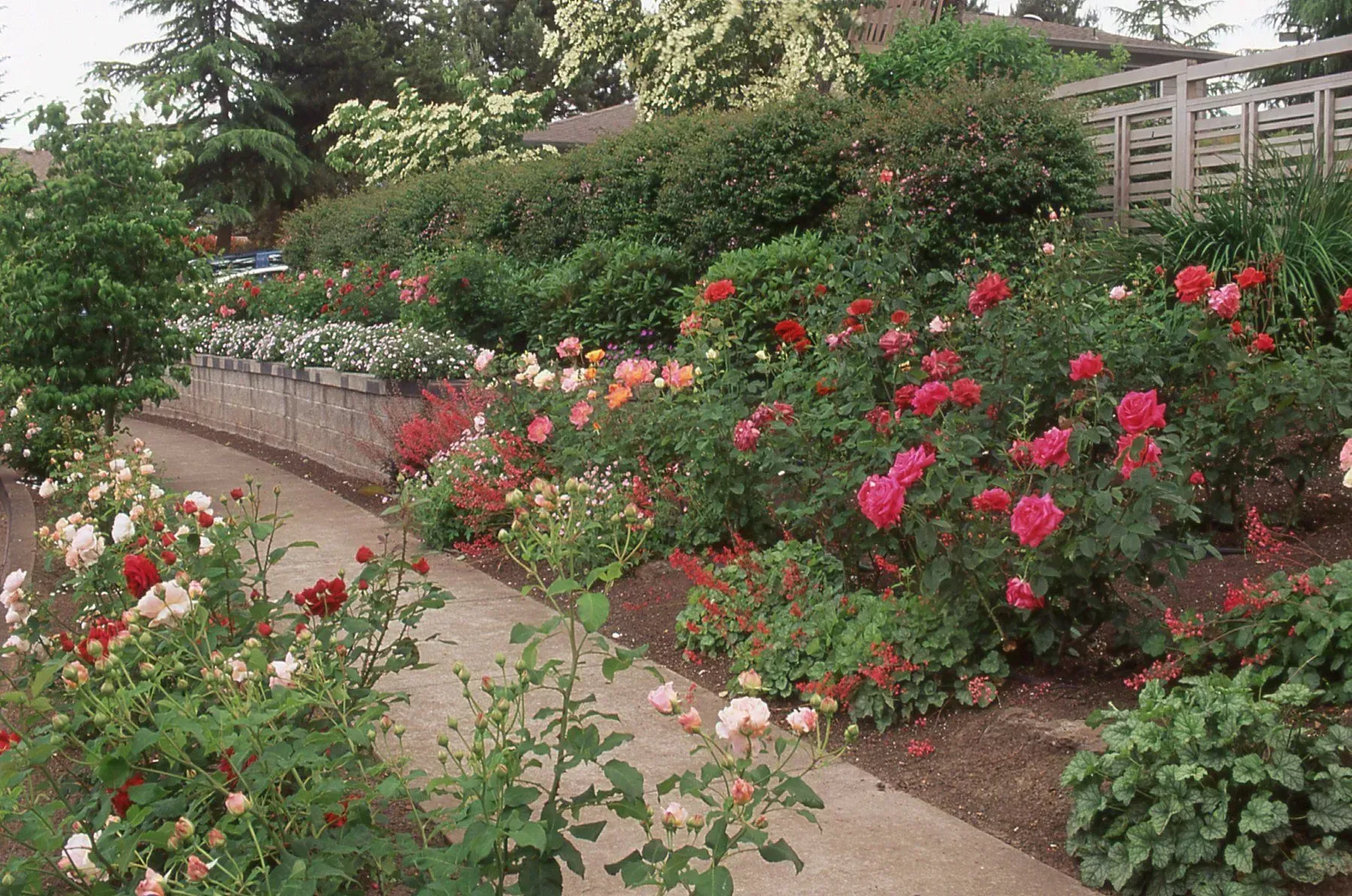 A winding path through a vibrant rose garden, bursting with red, pink, and orange blooms.