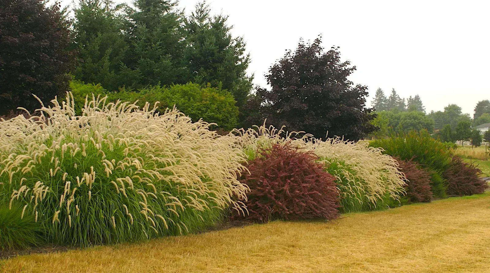 A row of colorful ornamental grasses and shrubs in a yard, with a backdrop of trees and a golden lawn.