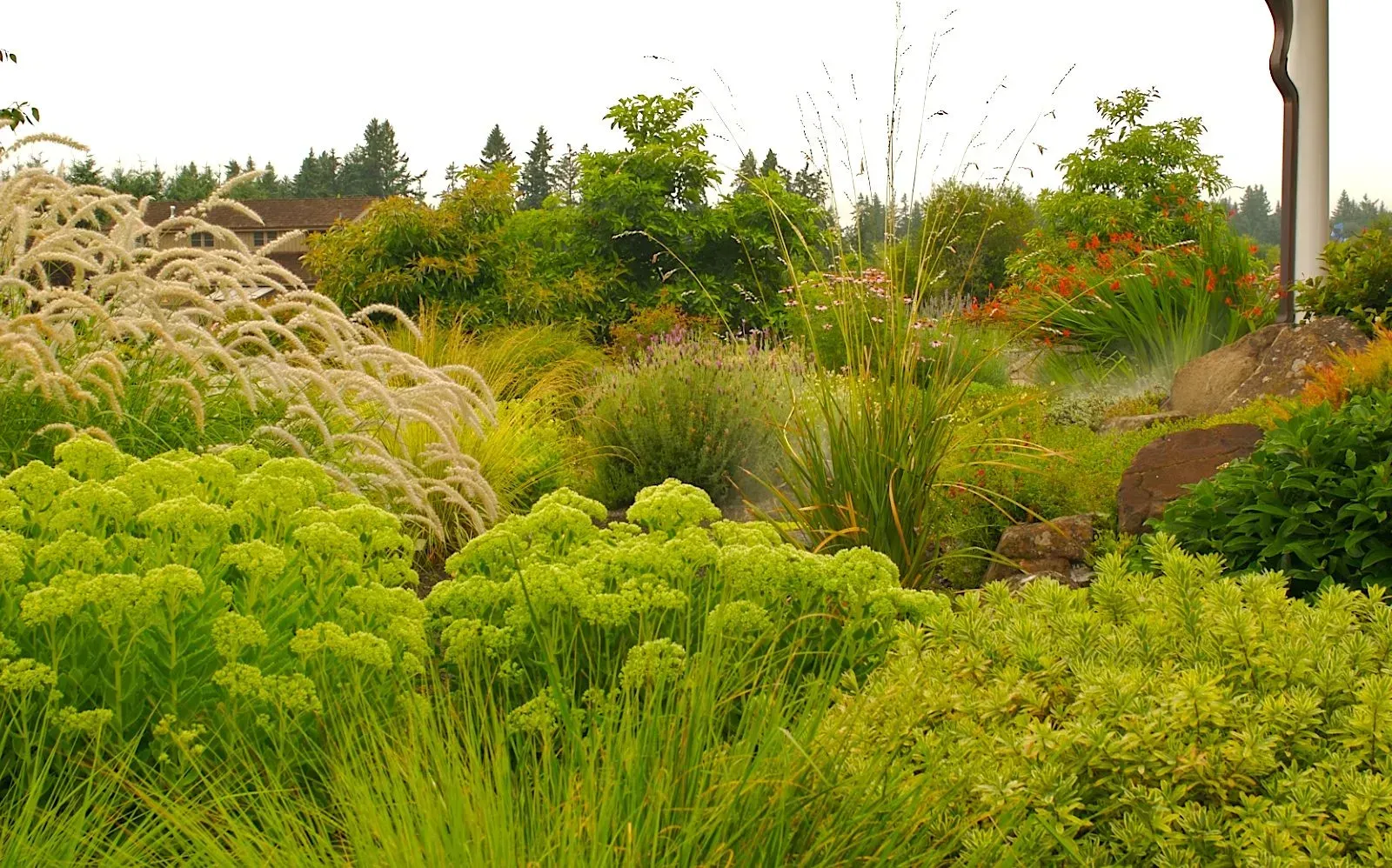 Lush garden bed with varying shades of green.