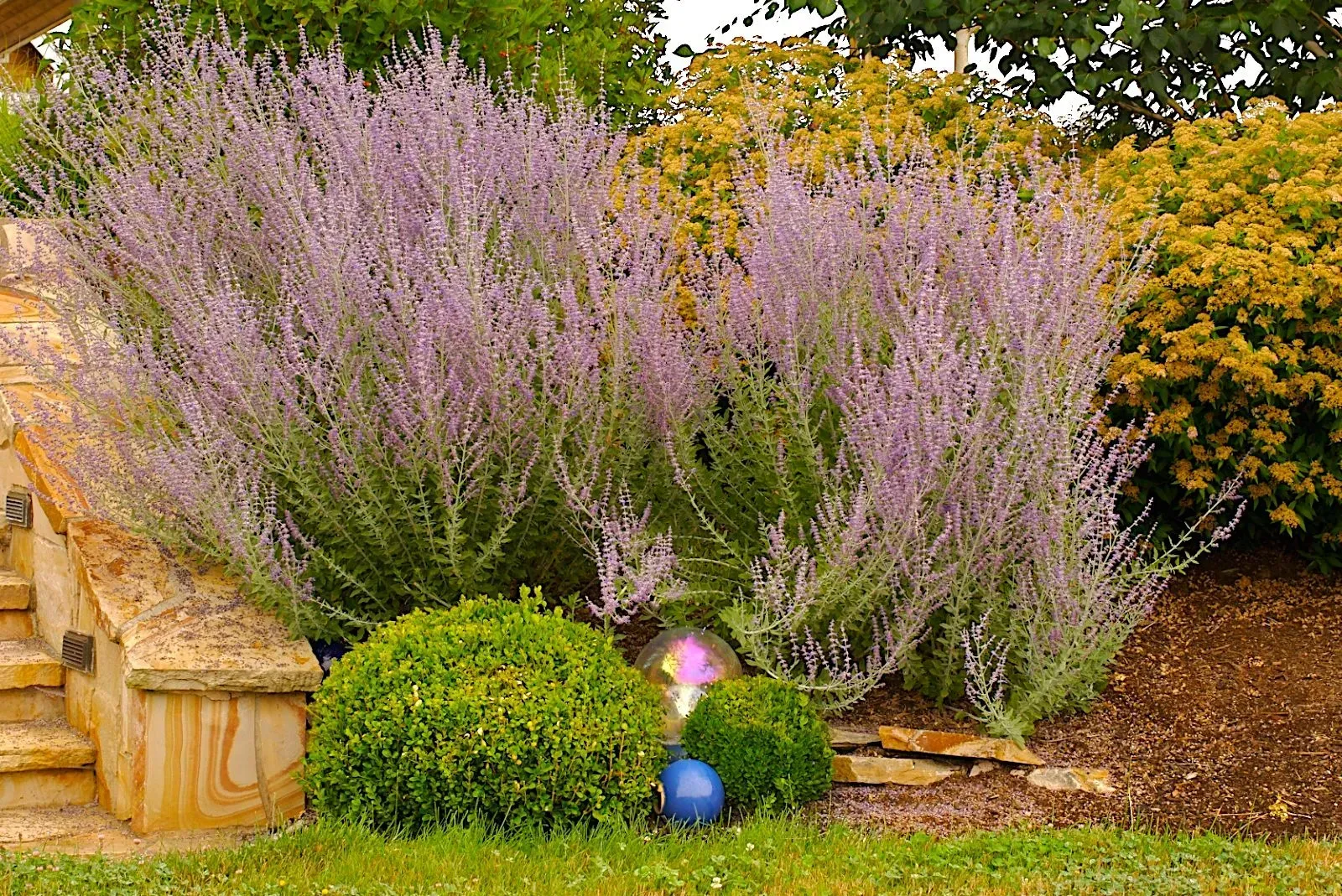 Purple Russian sage plants in full bloom, next to a green, rounded shrub, with steps in the background.