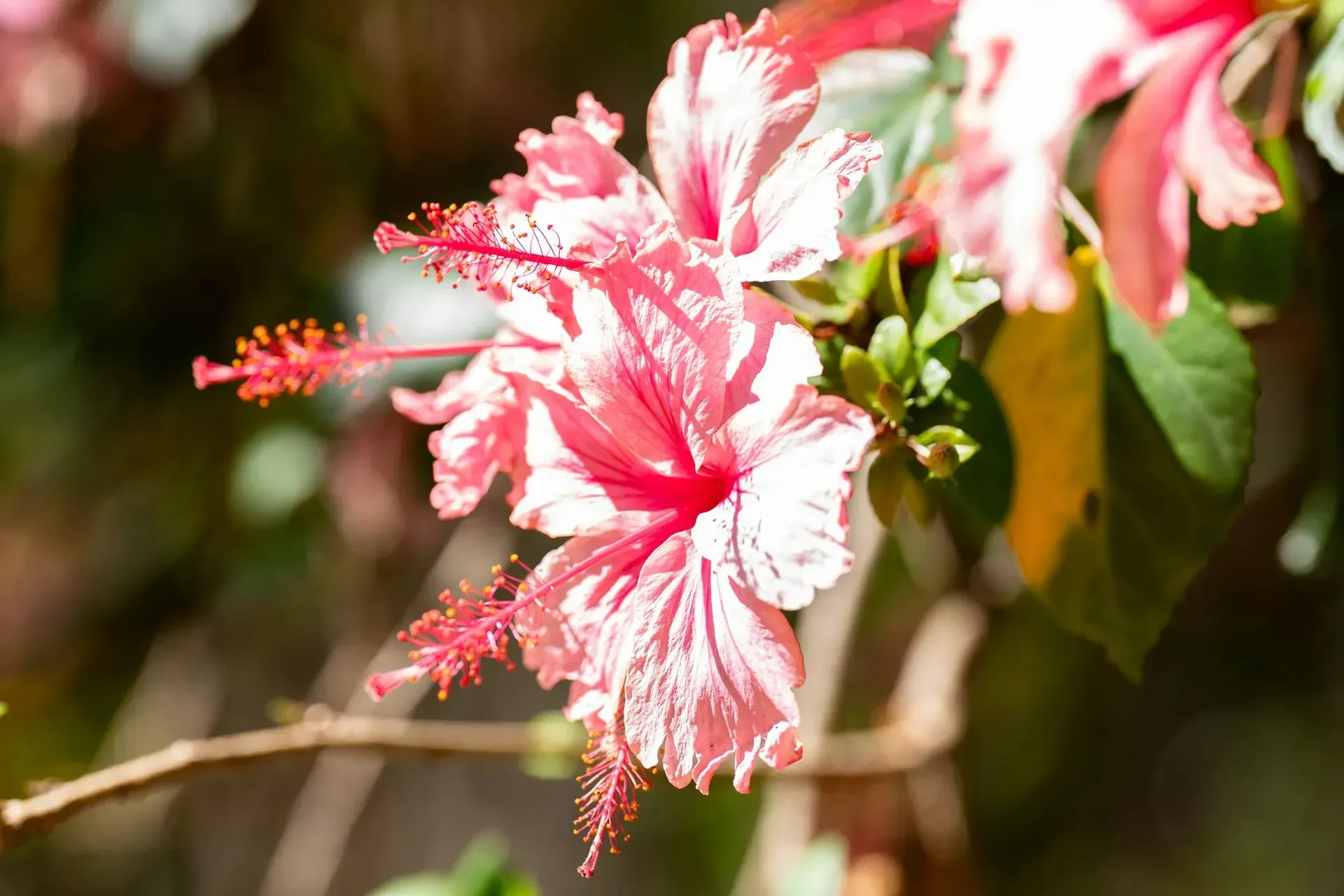 Pink hibiscus flower with red stamens, in partial sunlight.