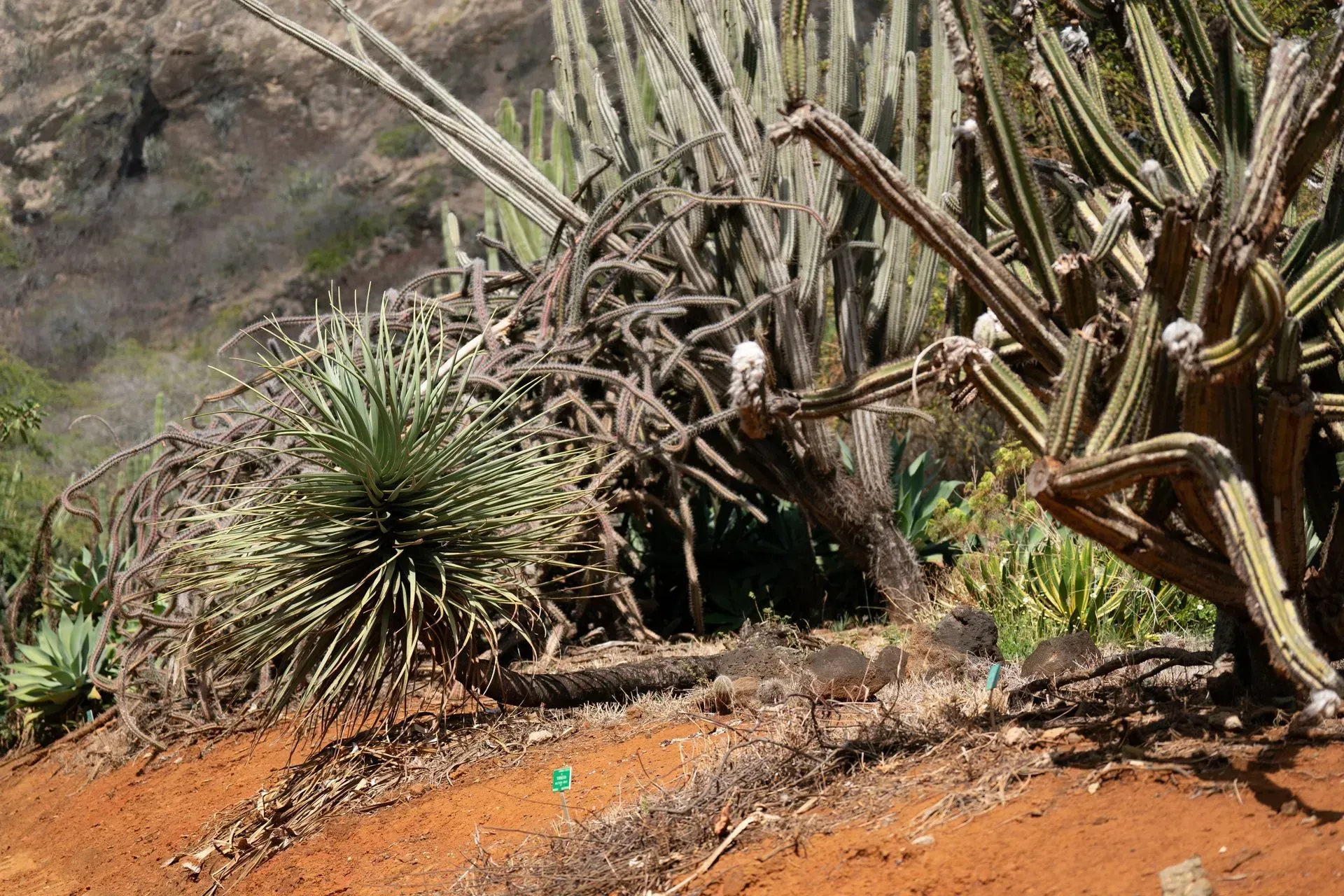 Cacti and other desert plants on a red, sloped hillside. Various shapes and heights, bathed in sunlight.