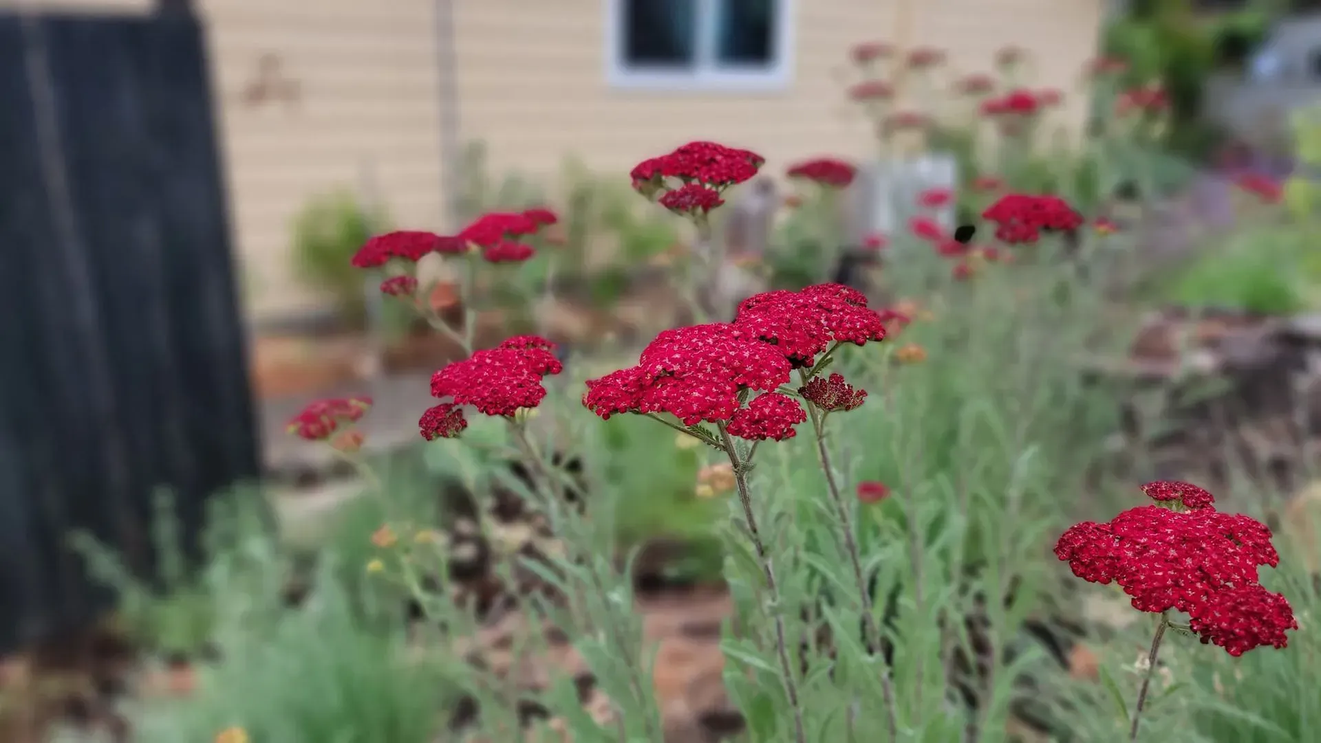 Red yarrow flowers in a garden bed with green foliage. A blurred beige house is in the background.