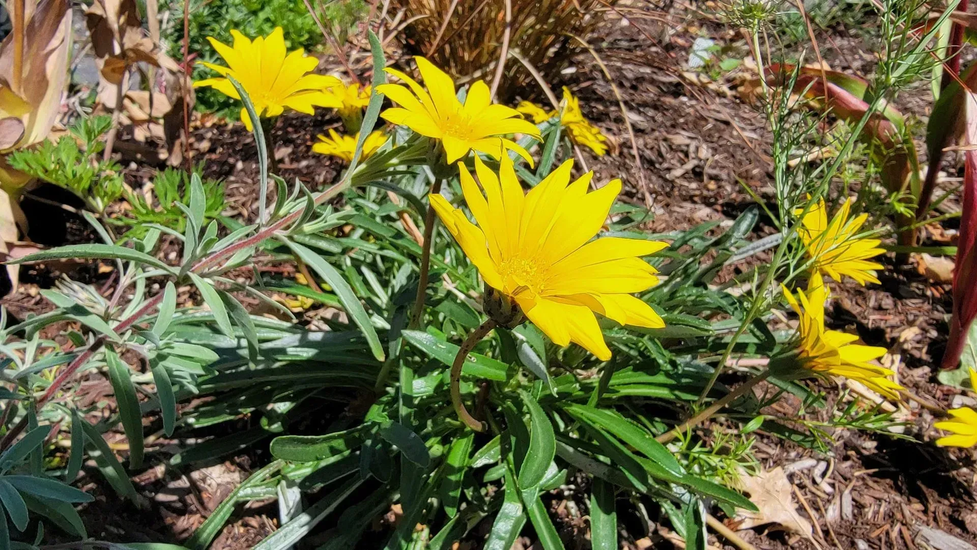Yellow gazania flowers blooming in a garden bed with green foliage and brown soil.