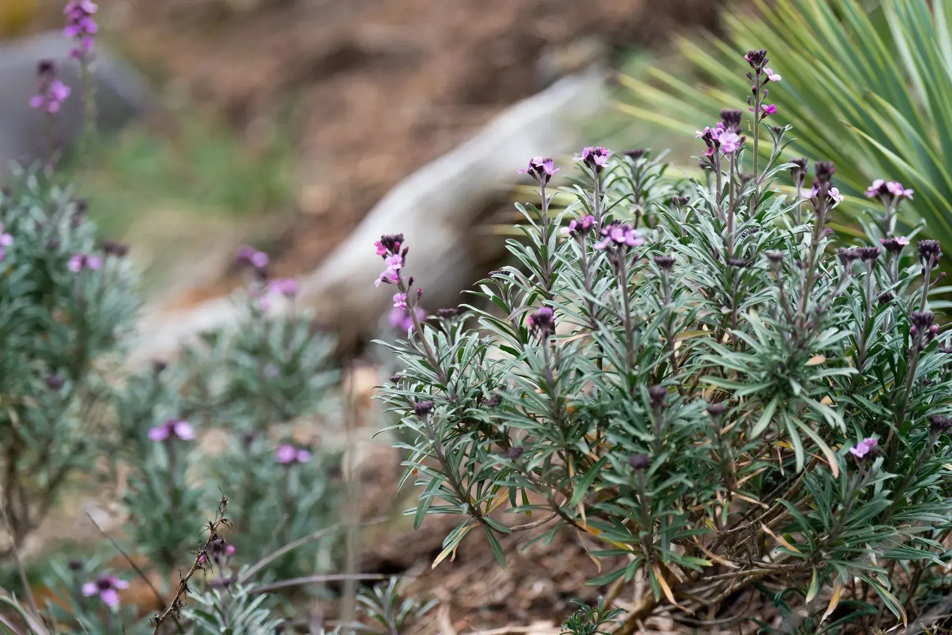 Clump of green and purple flowering plant, with a blurry backdrop of rocks and foliage.