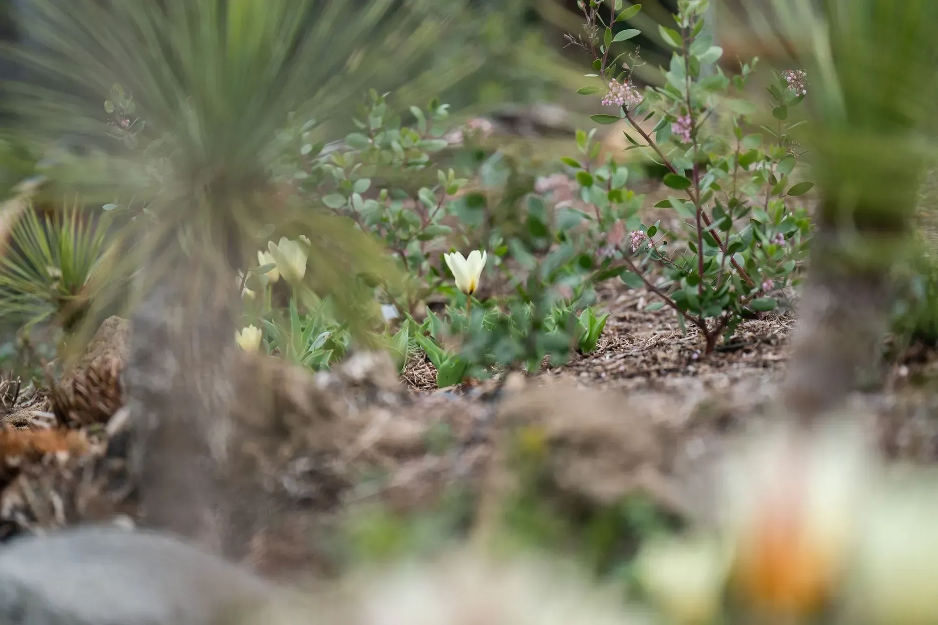 Yellow flowers bloom amidst low-lying green plants and brown mulch, with blurred green plants in the foreground.
