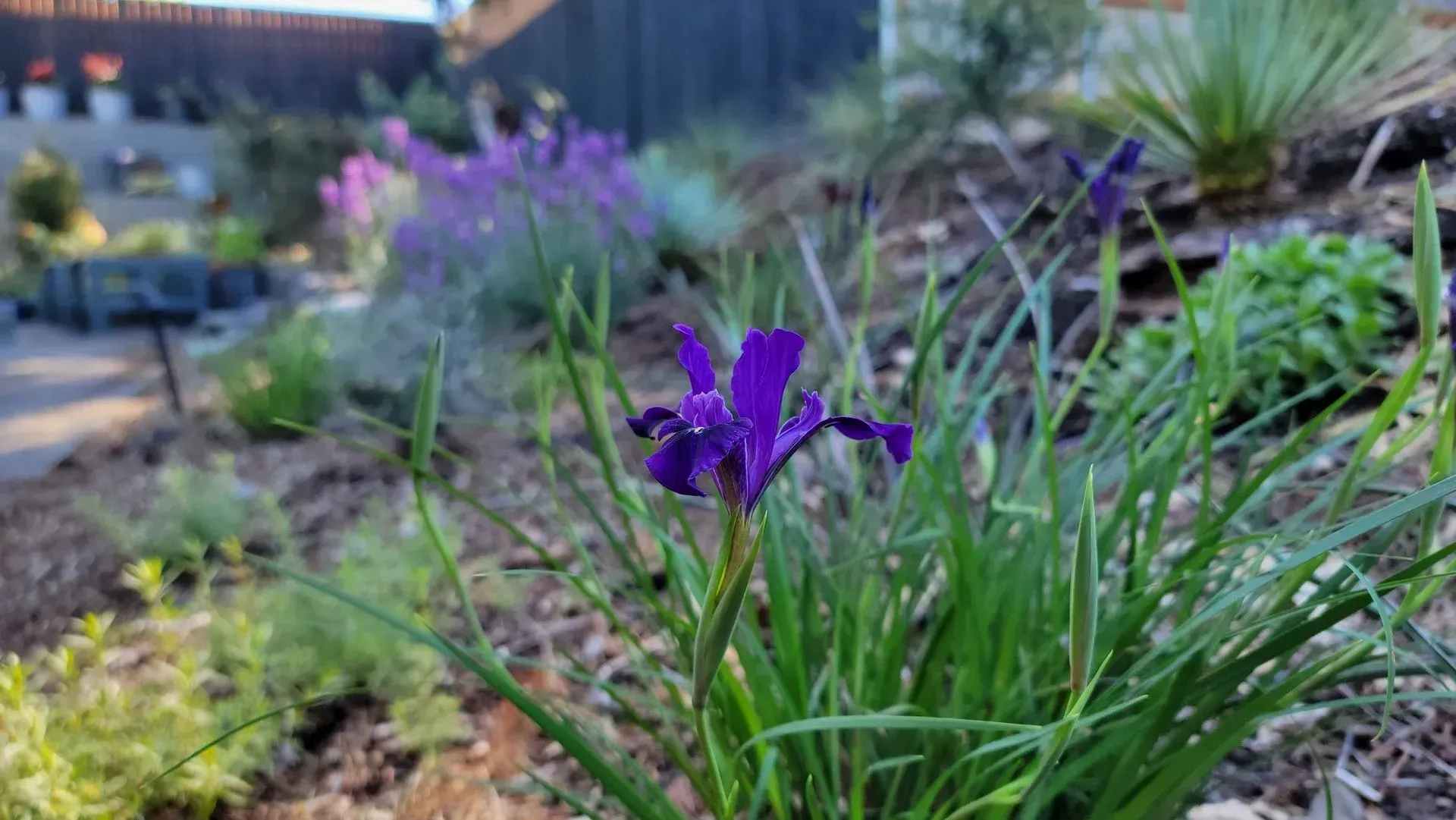 A vibrant purple iris blooms amidst green grass in a garden setting. Other purple flowers are blurred in the background.
