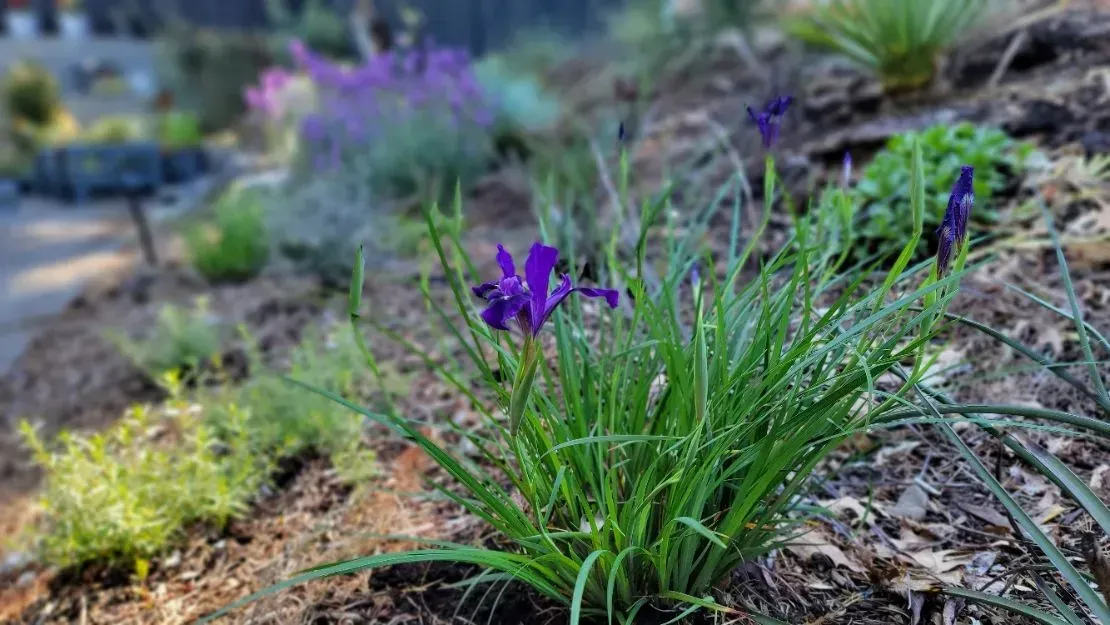 Purple iris flowers blooming in a garden bed with green foliage, set against a blurred background of other plants.
