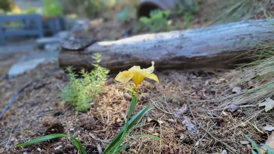 Yellow flower blooming in a forest setting with a log in the background.