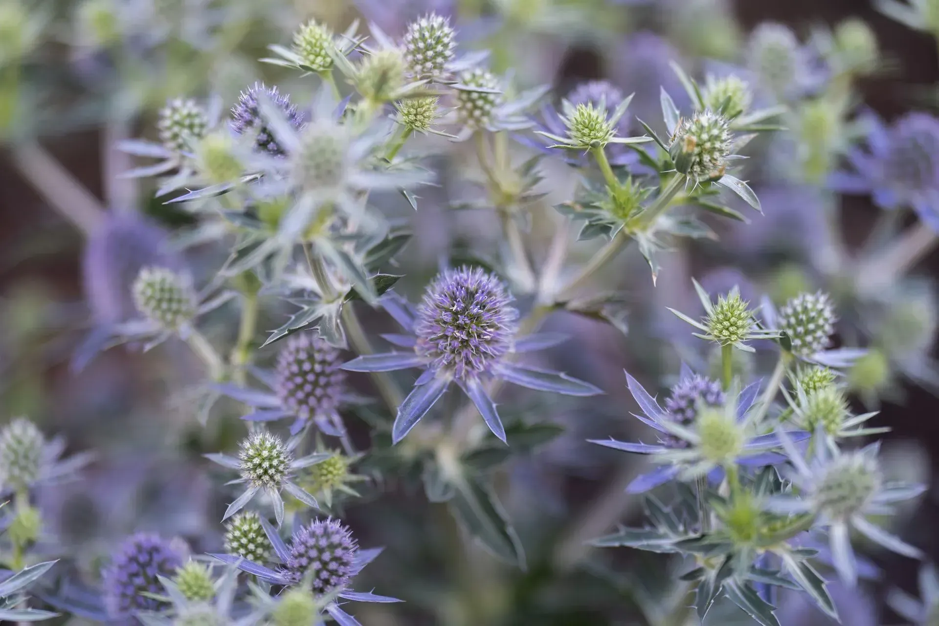 Close-up of blue and green sea holly flowers with spiky petals, in a garden setting.