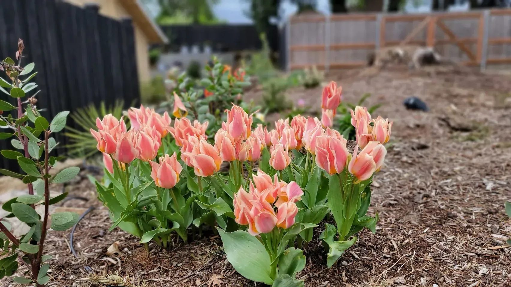 A cluster of peach-colored tulips blooming in a garden bed with wood chips. Black fence in the background.