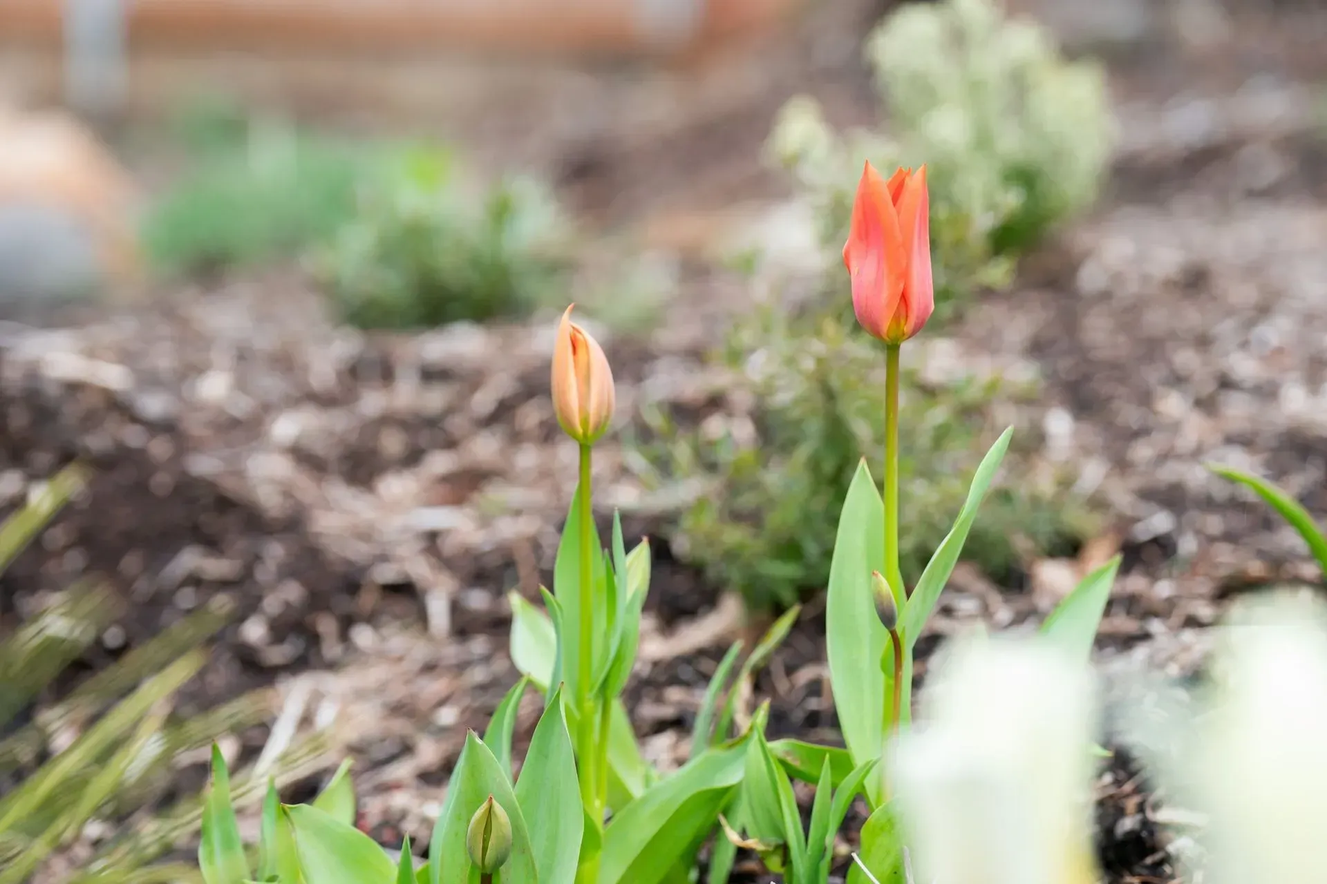 Two orange tulip buds emerging from green leaves in a garden bed.