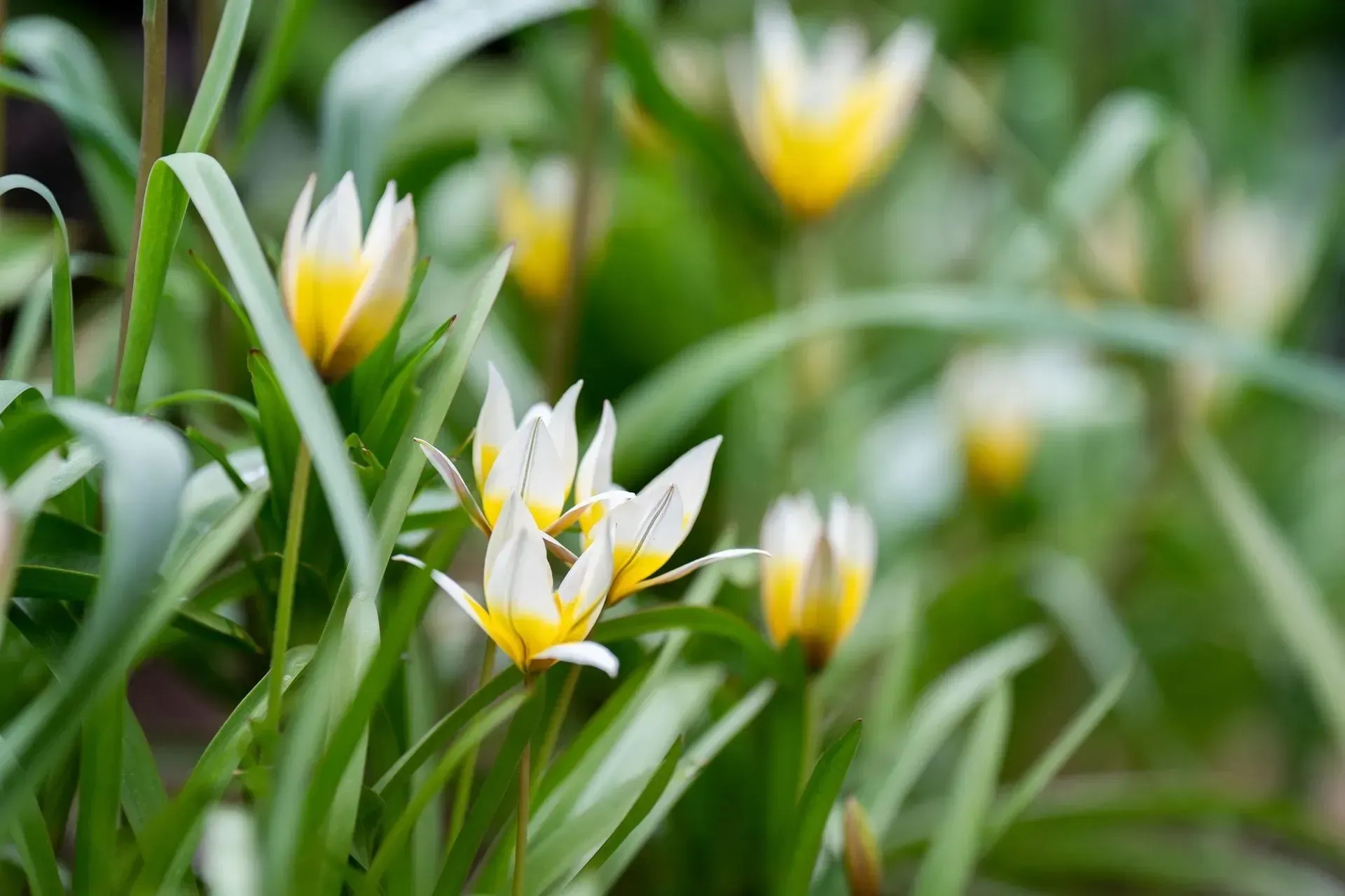 White and yellow tulip-like flowers with long green leaves, outdoors in a natural setting.