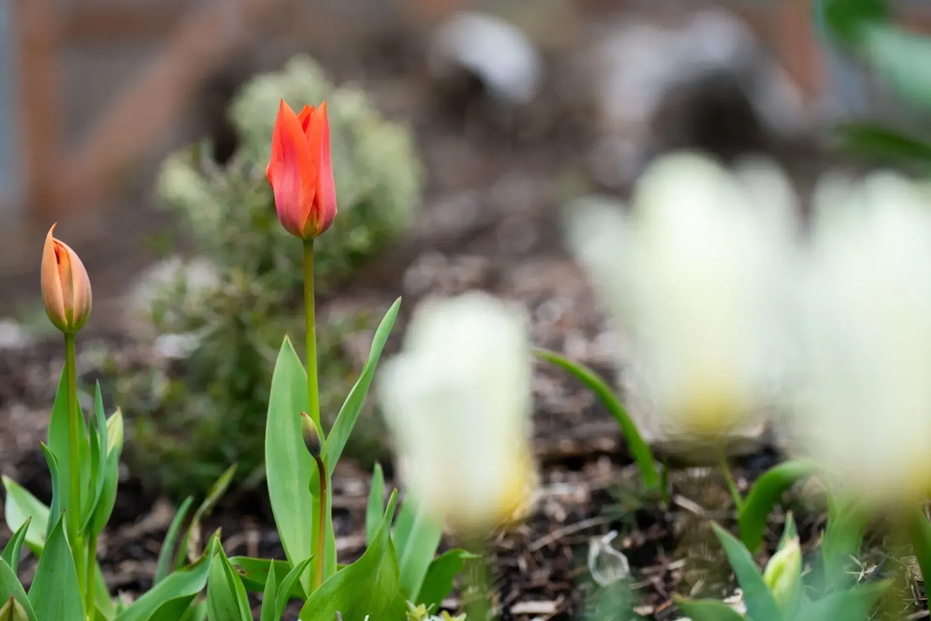 Two orange tulips in sharp focus, with blurred white tulips and foliage in the foreground and background.