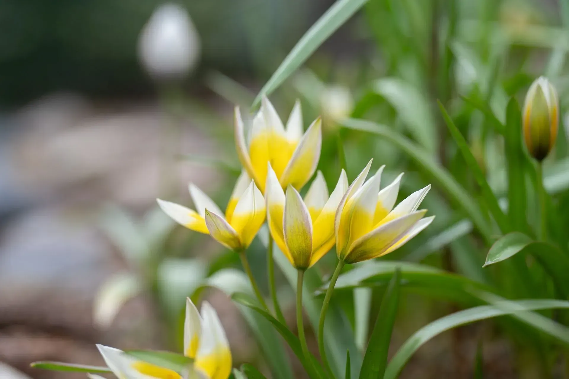 Yellow and white tulip flowers blooming in a garden, with green leaves and buds in the background.