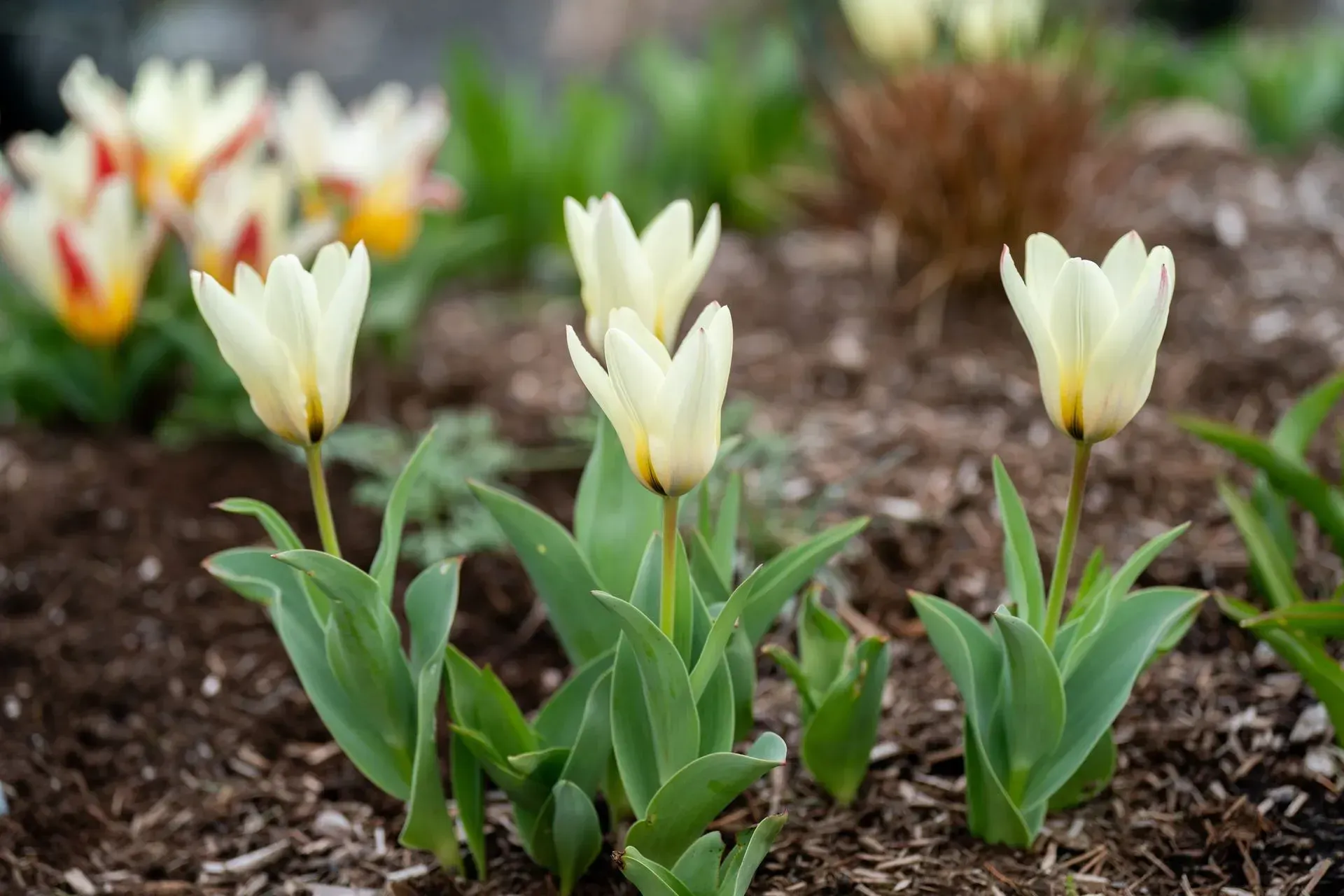 White and yellow tulips in bloom, surrounded by green leaves and brown mulch.