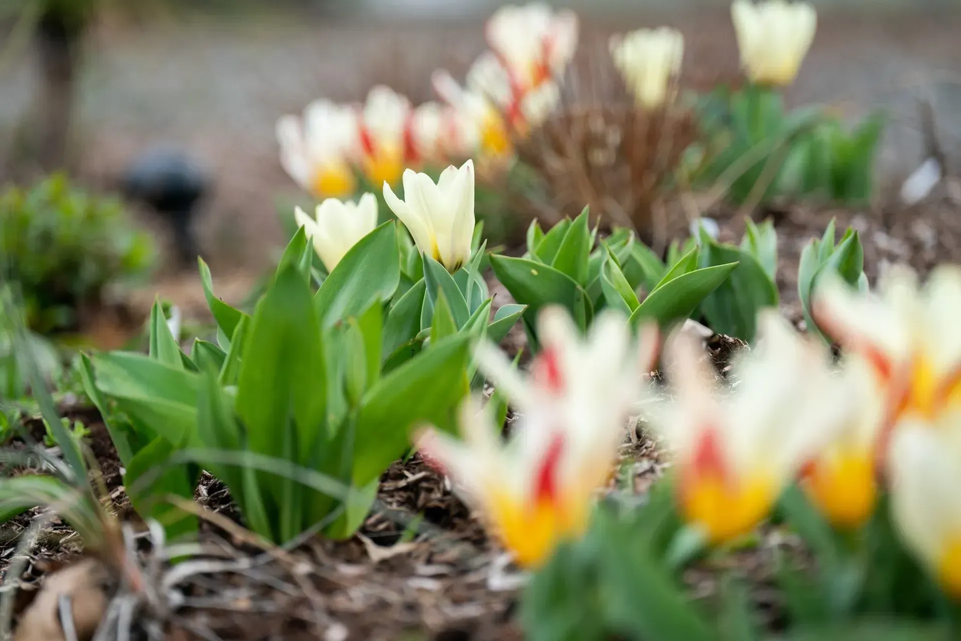 Close-up of a flowerbed with yellow and red-streaked tulips blooming among green leaves and brown mulch.
