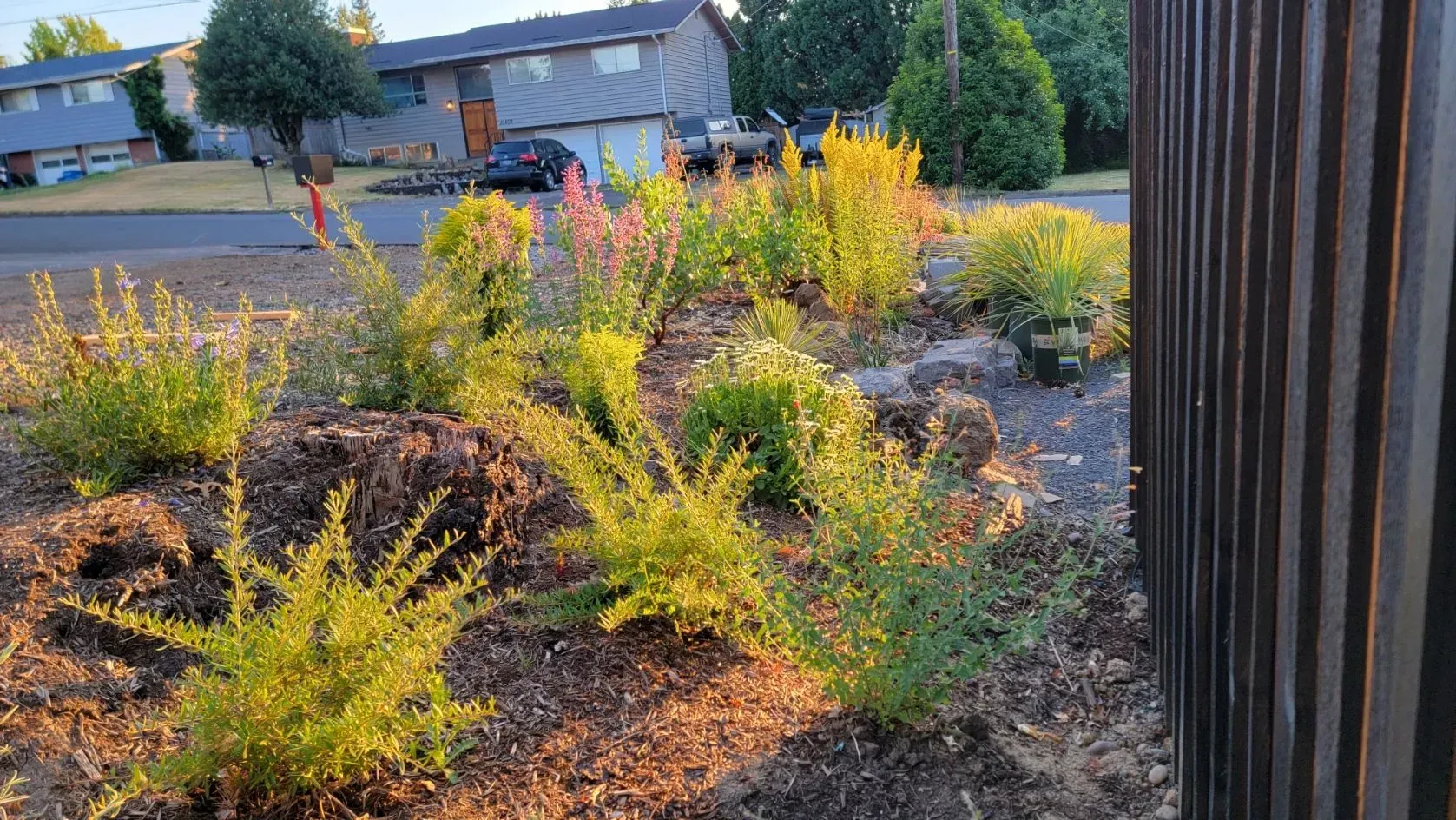 A flower bed in front of a residential building, filled with green and yellow bushes.